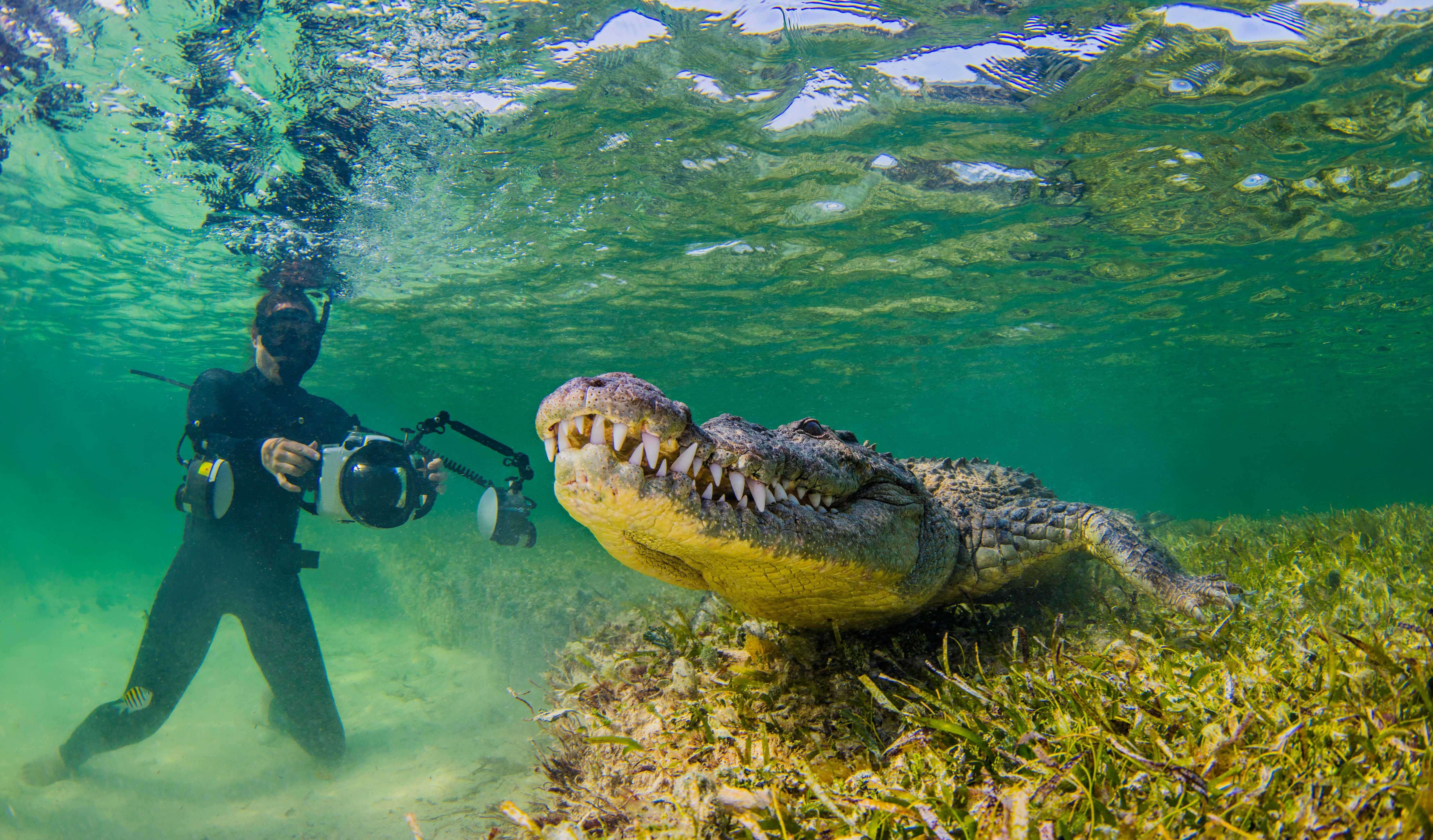 Taucher mit Unterwasserkamera fotografiert ein Krokodil im klaren, seichten Wasser.