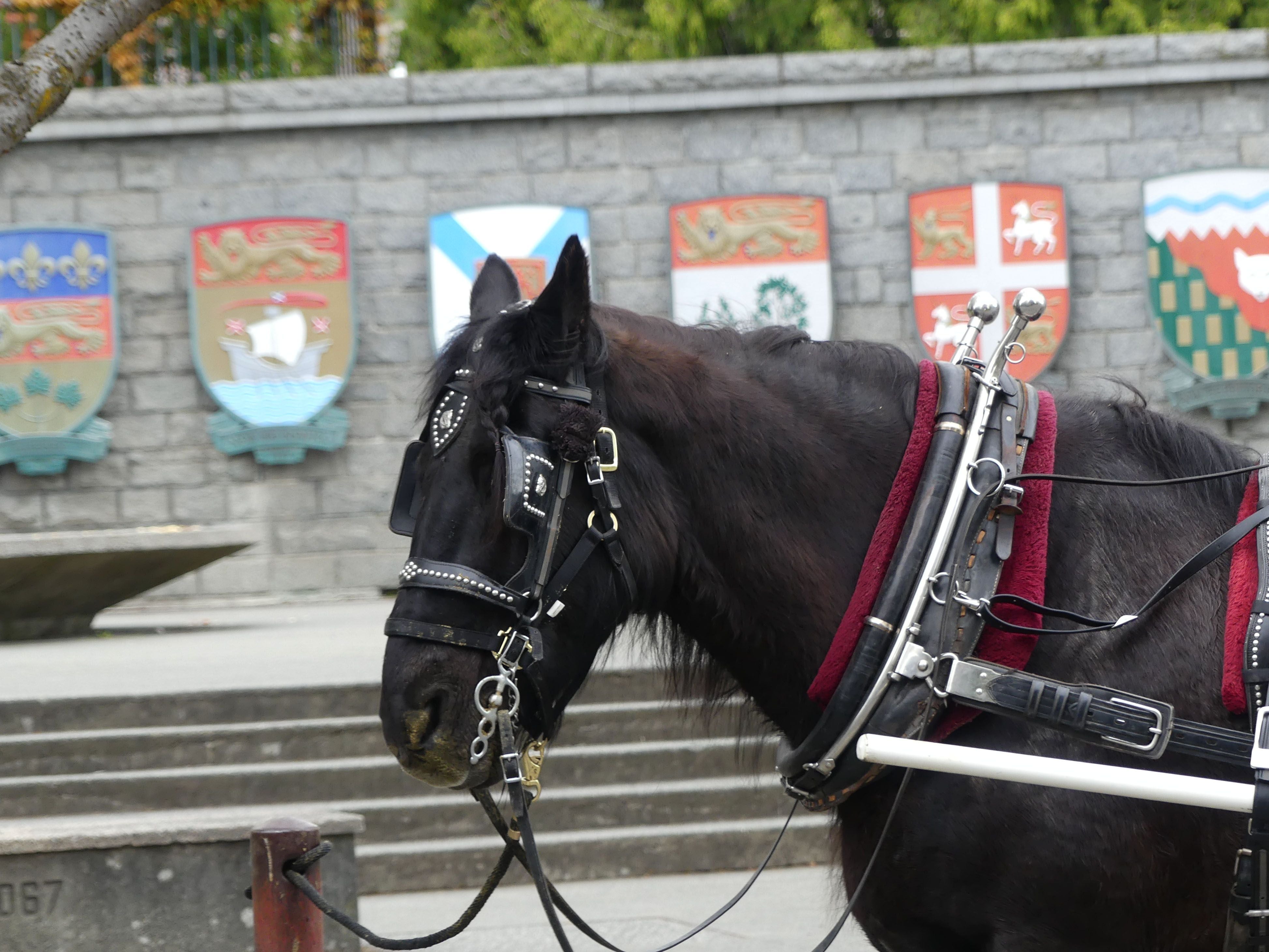 Ein schwarzes Shire Horse im Geschirr steht vor einer Wand mit bunten Wappen.