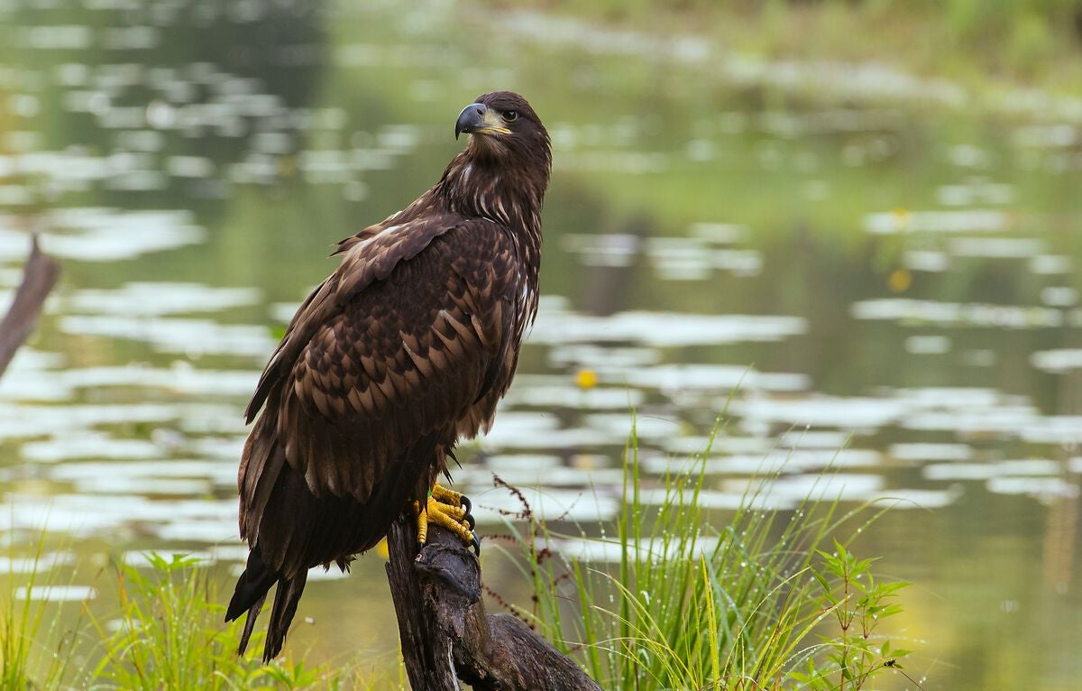 Ein Seeadler sitzt auf einem Ast am Ufer eines Gewässers in den Donauauen.
