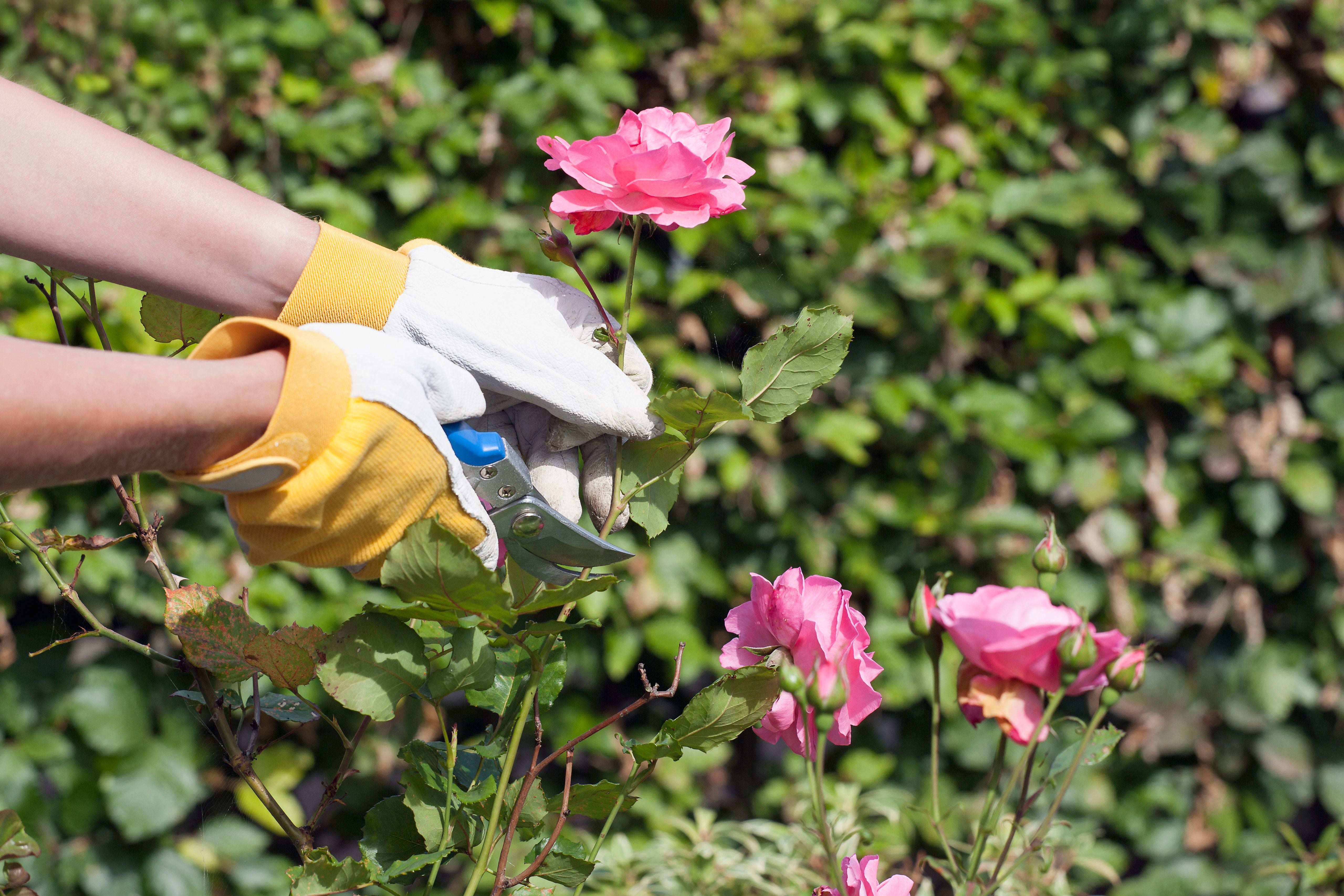Person mit Handschuhen schneidet mit einer Gartenschere eine rosa Rose ab.
