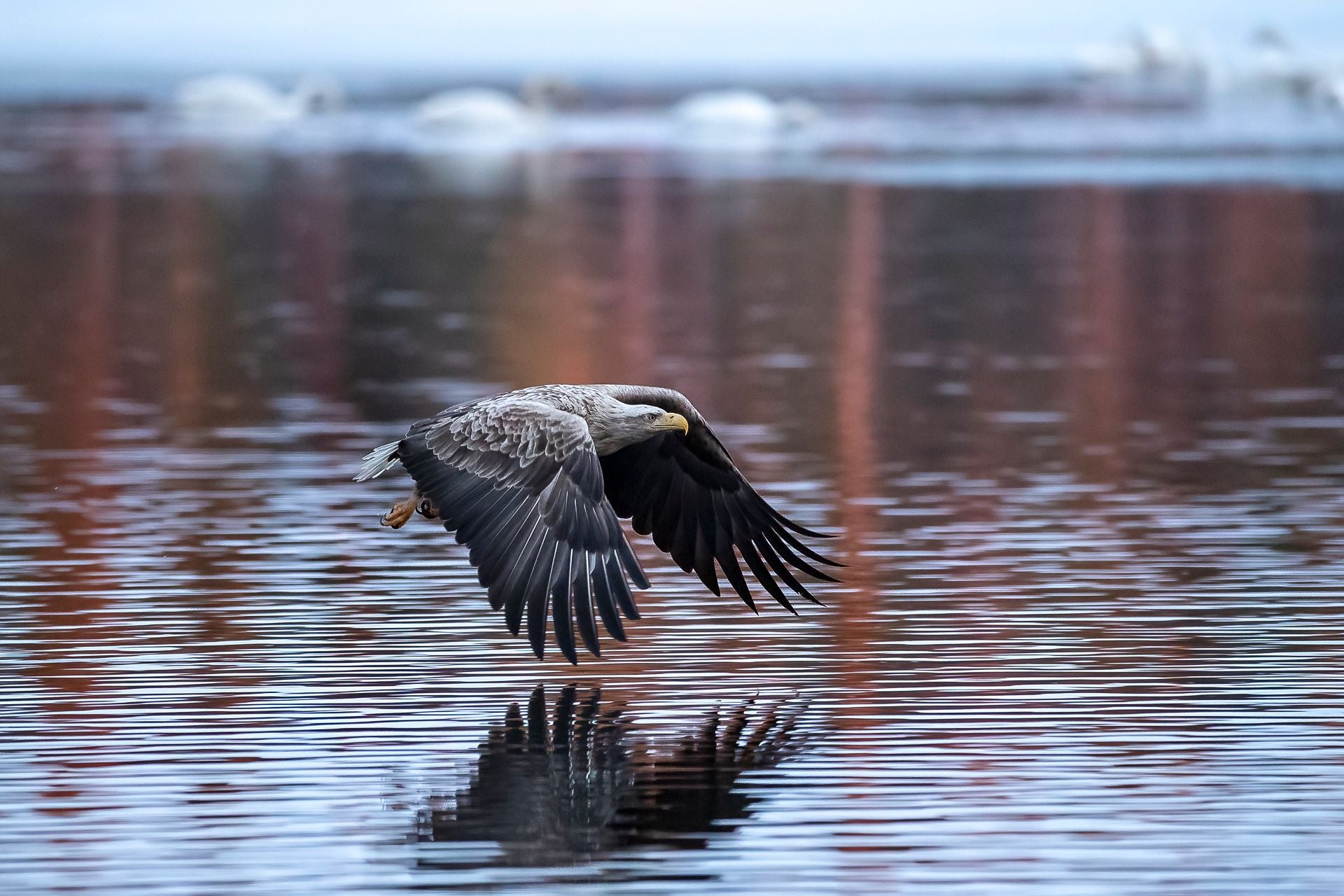 Ein Seeadler fliegt dicht über das Wasser und spiegelt sich auf der Oberfläche.