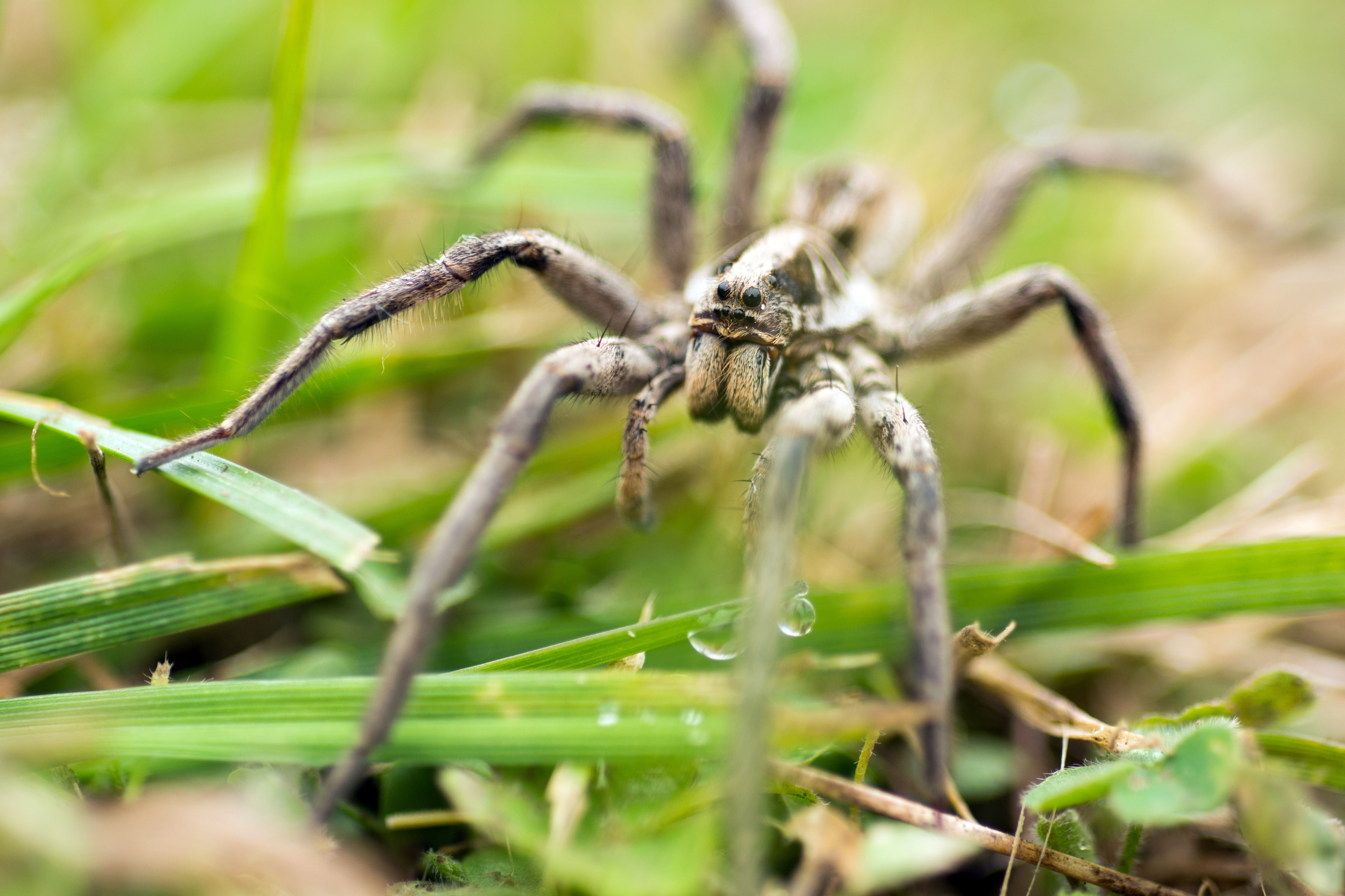 Wolfspinne (Lycosa tarantula) krabbelt durch grasbewachsenes Feld in Nahaufnahme.