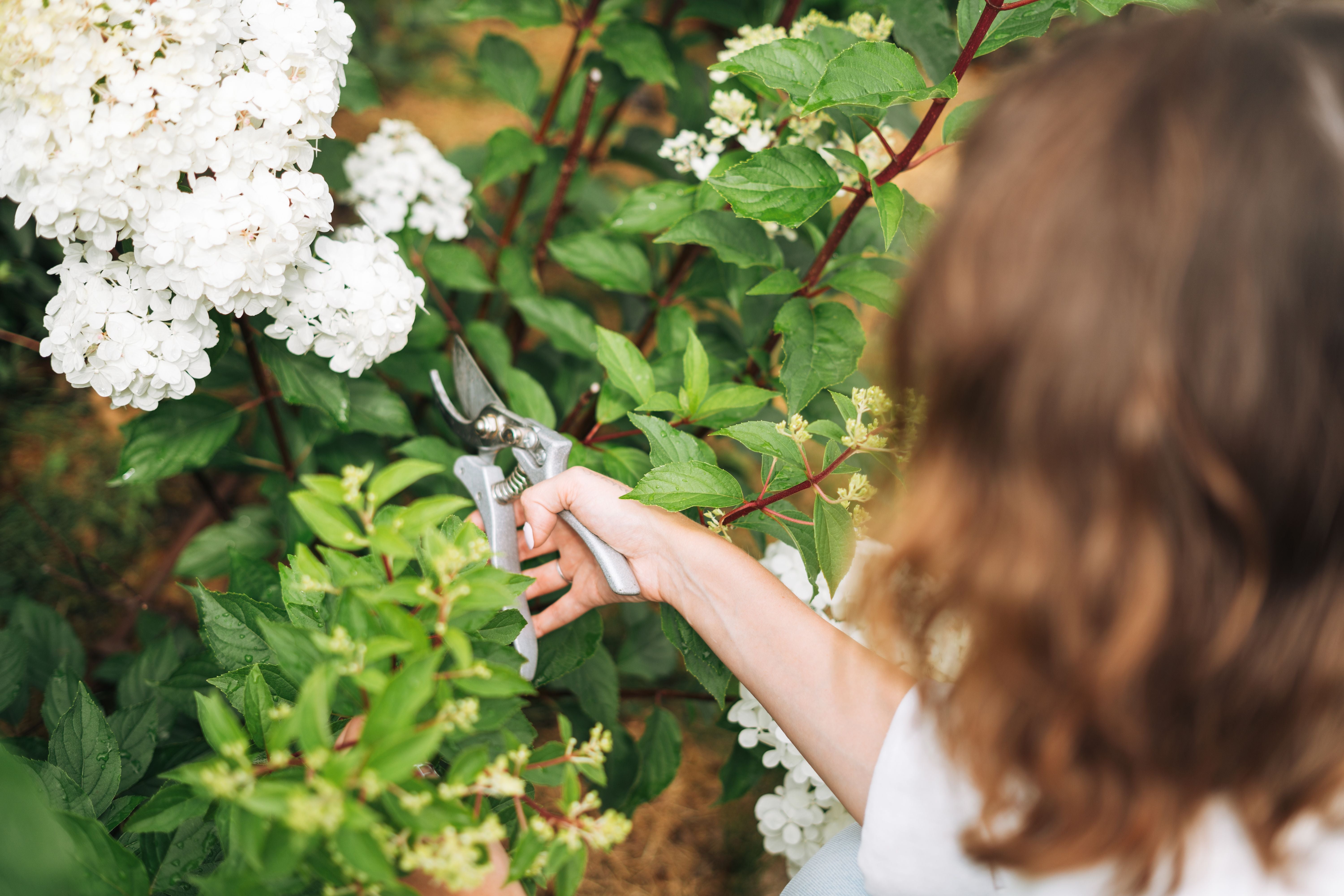 Frau schneidet mit Gartenschere weiße Hortensien im Garten zurück.