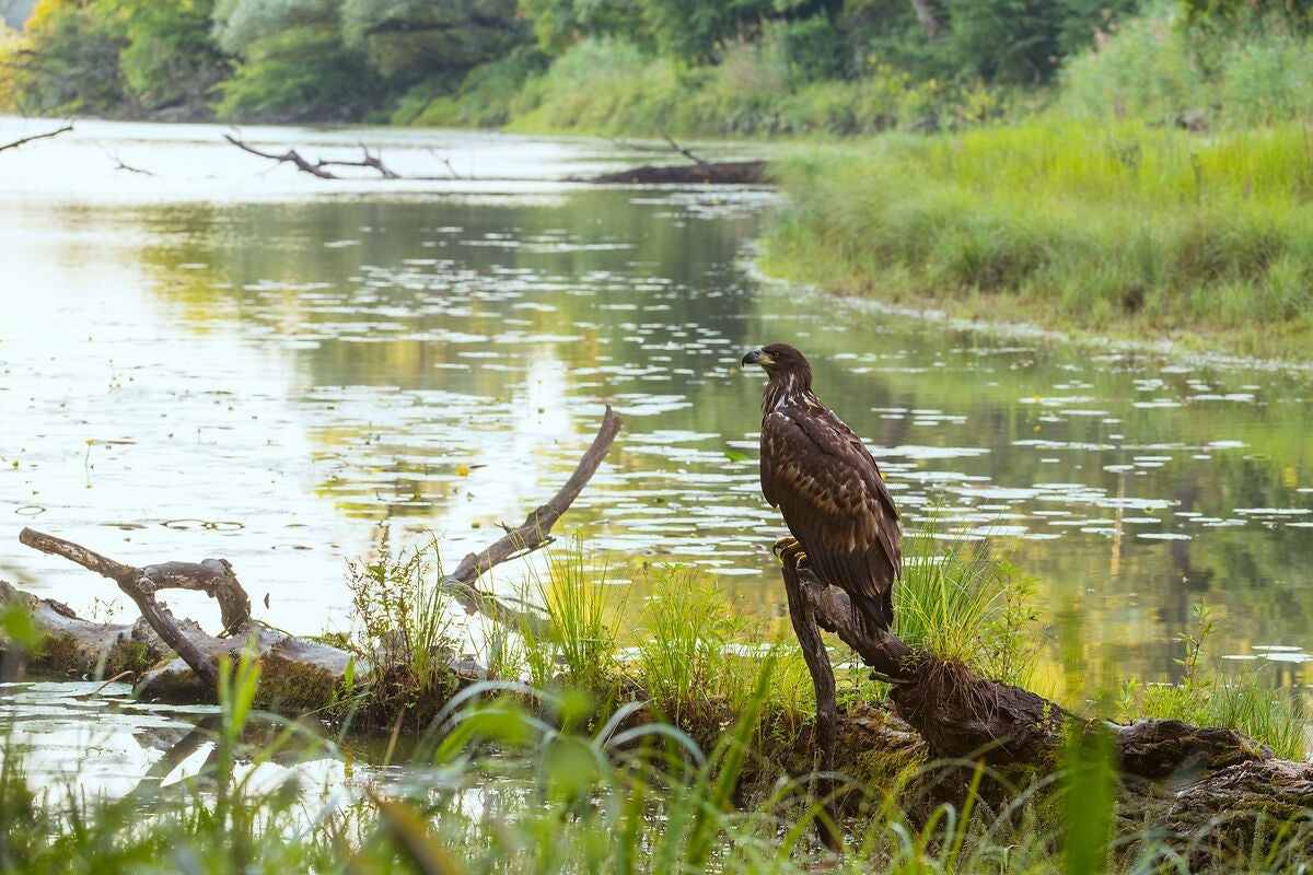 Ein Seeadler sitzt auf einem Ast am Ufer eines ruhigen Gewässers in den Donauauen.