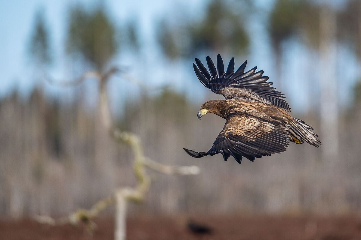 Ein Seeadler fliegt mit ausgebreiteten Flügeln über eine bewaldete Landschaft.