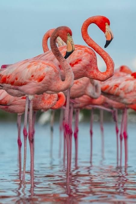 Mehrere rosa Flamingos stehen im seichten Wasser und schauen in verschiedene Richtungen.