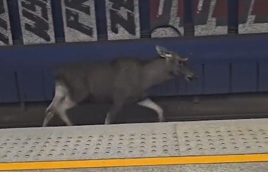 Ein Elch läuft entlang eines Bahnsteigs in einer Bahnhofshalle.