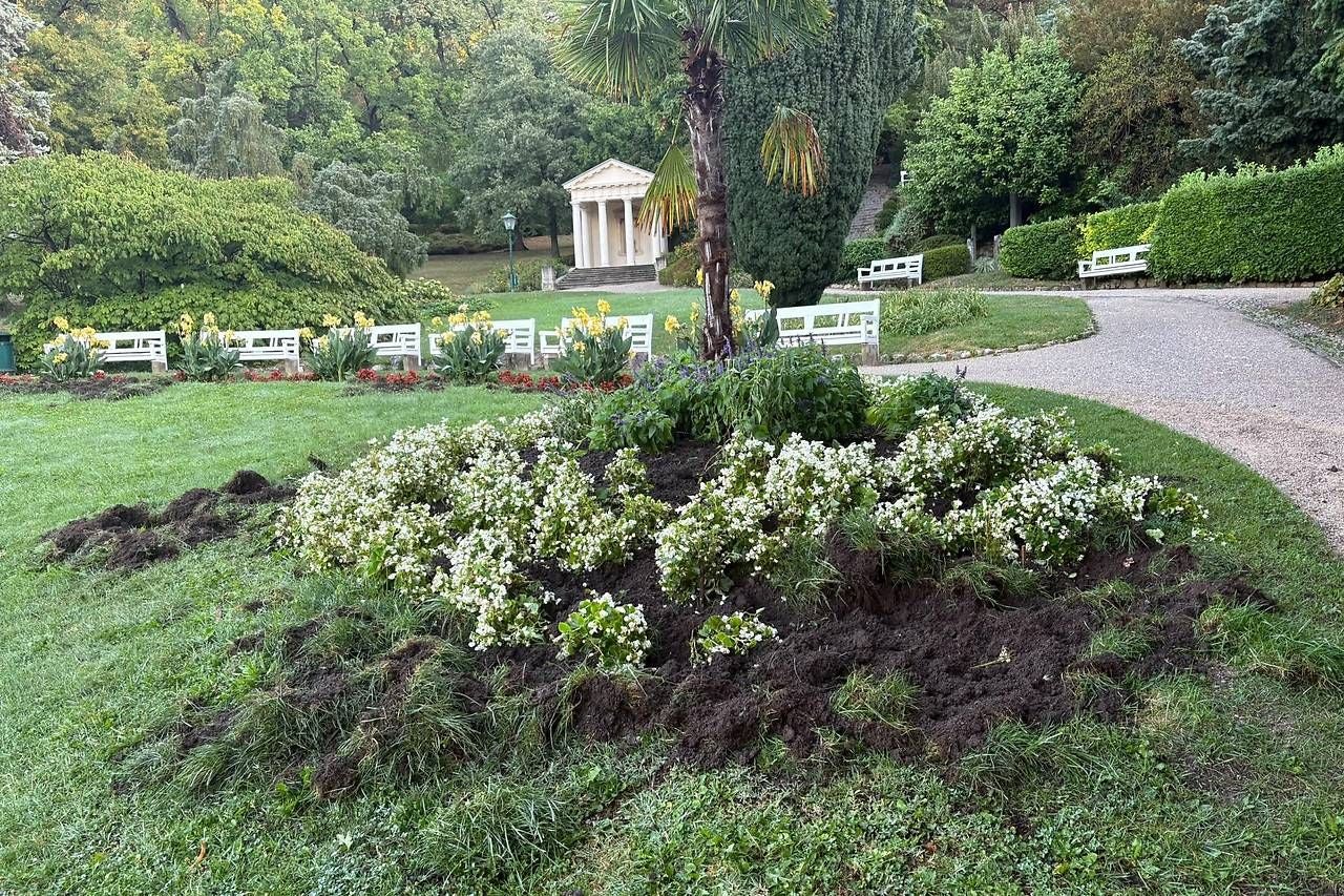 Beet im Kurpark Baden, das von Wildschweinen umgegraben und beschädigt wurde.