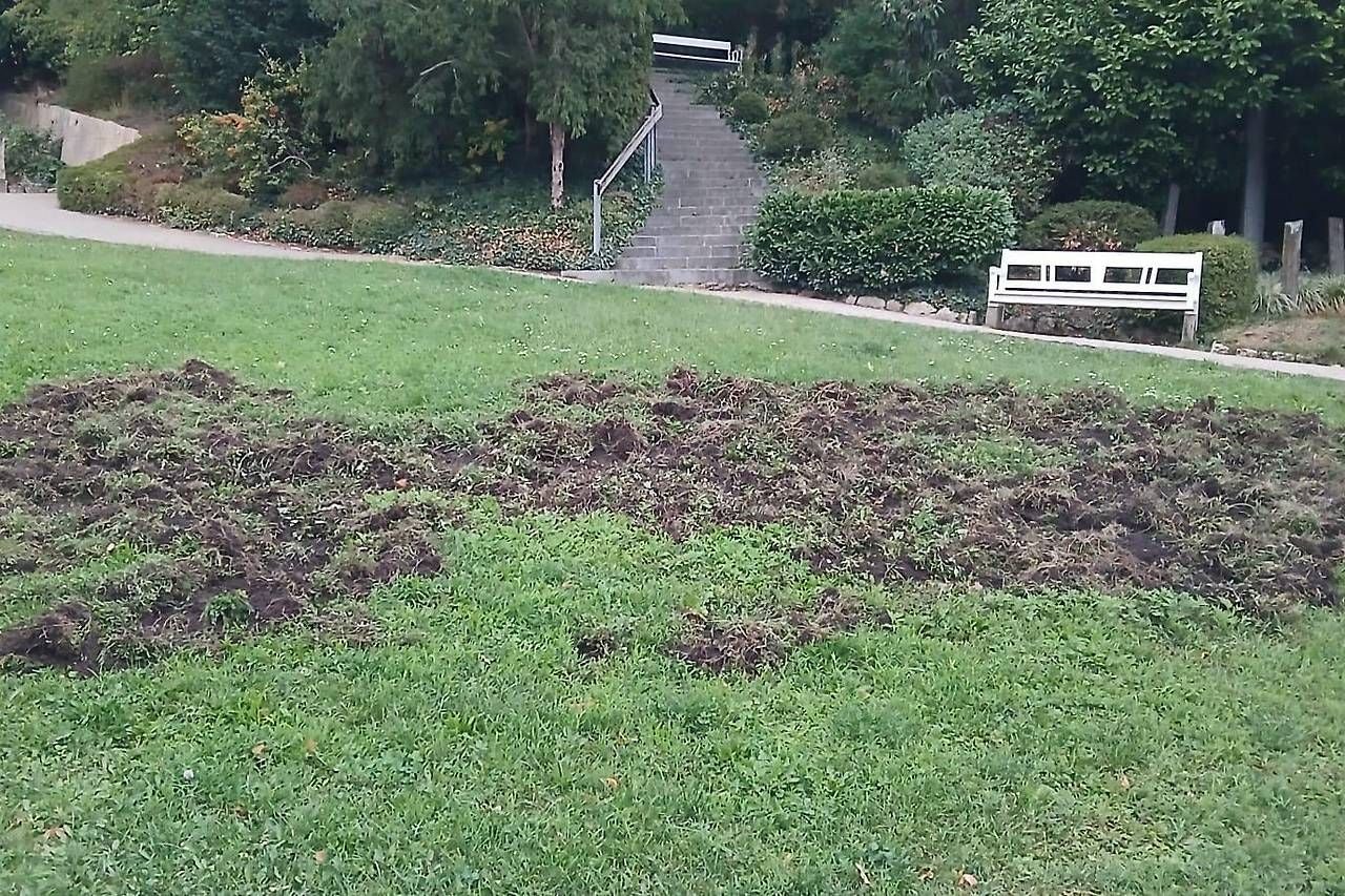 Große, zerwühlte Rasenfläche im Kurpark Baden, vermutlich von Wildschweinen verursacht.