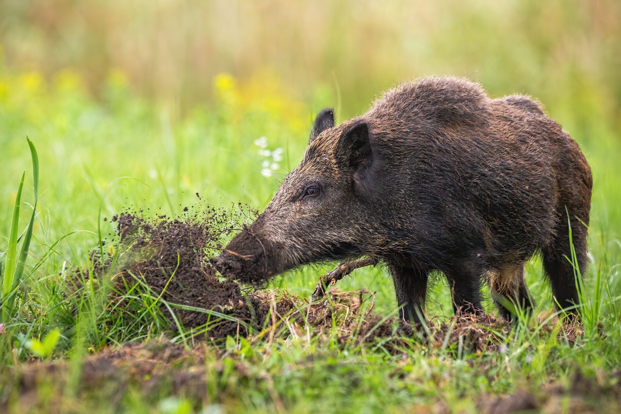 Wildschwein wühlt mit der Schnauze im Boden und wirft Erde auf einer grünen Wiese auf.
