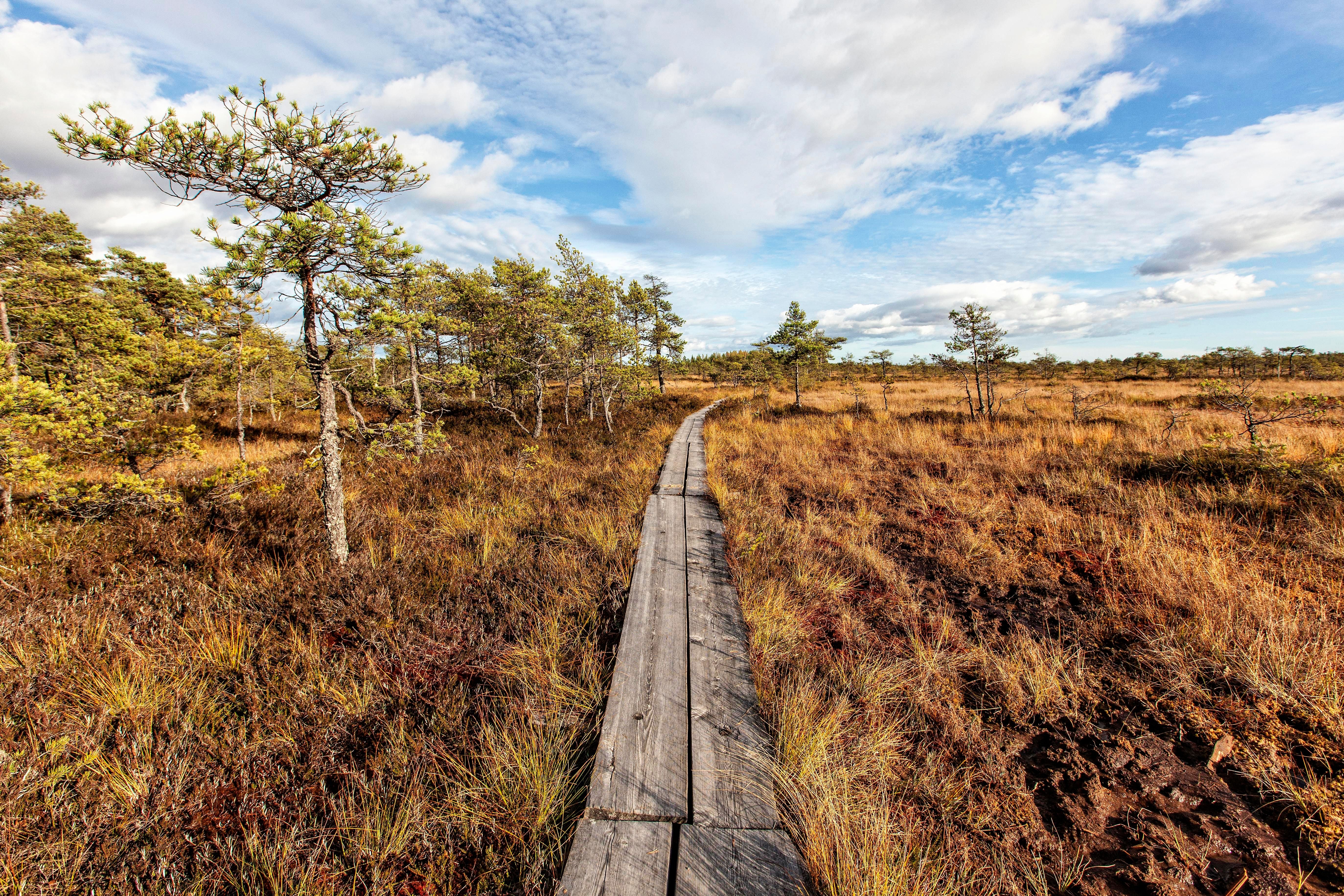Holzsteg führt durch eine herbstliche Moorlandschaft mit wenigen Bäumen unter blauem Himmel.