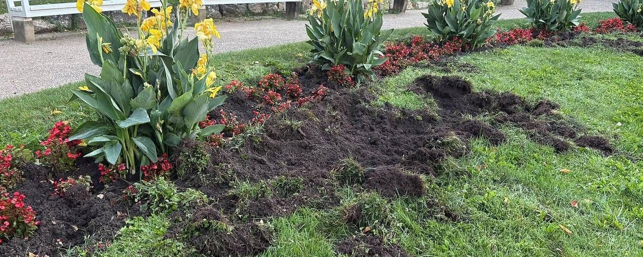 Ein Blumenbeet in einem Park wurde von Wildschweinen umgegraben und beschädigt.