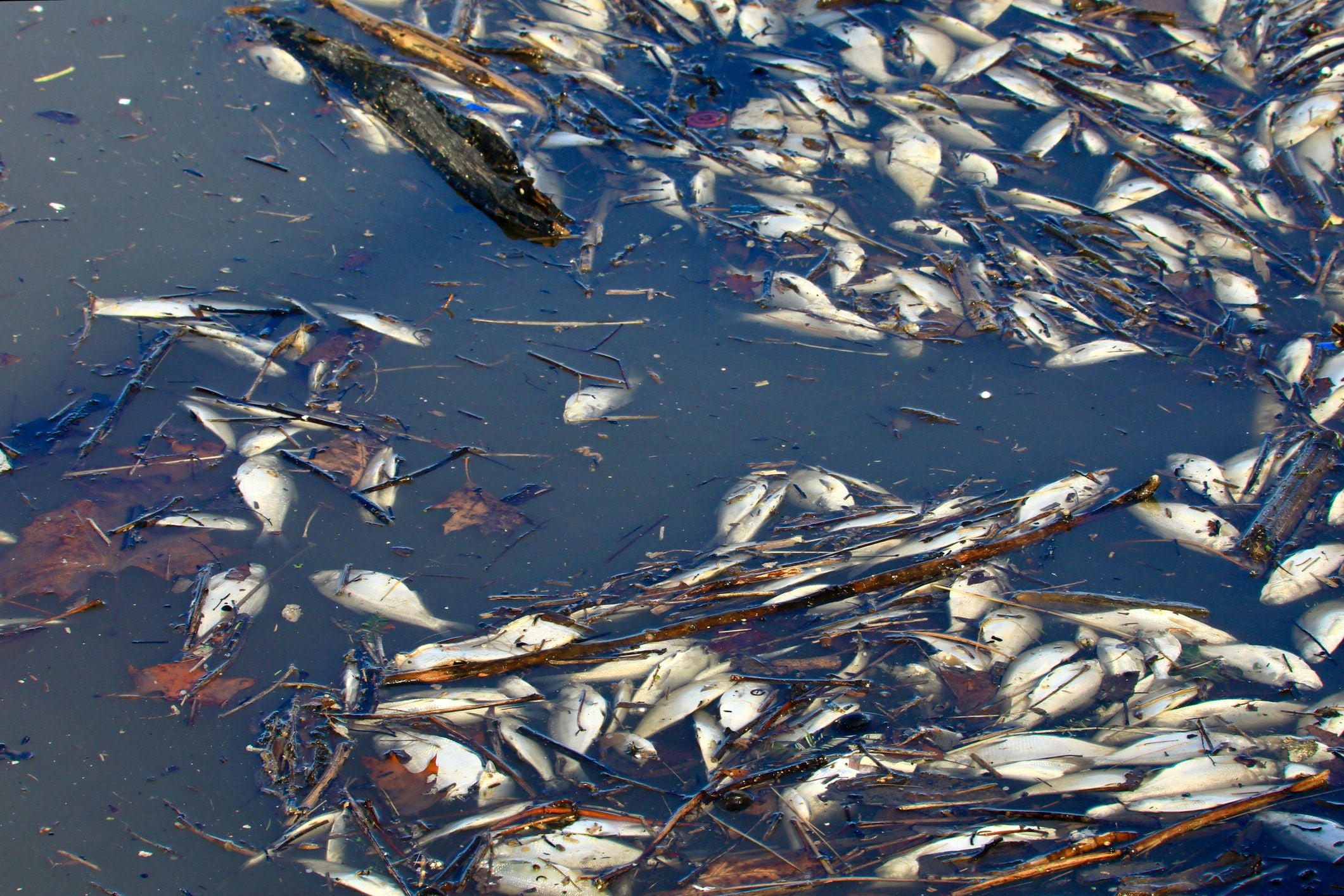 Tote Fische