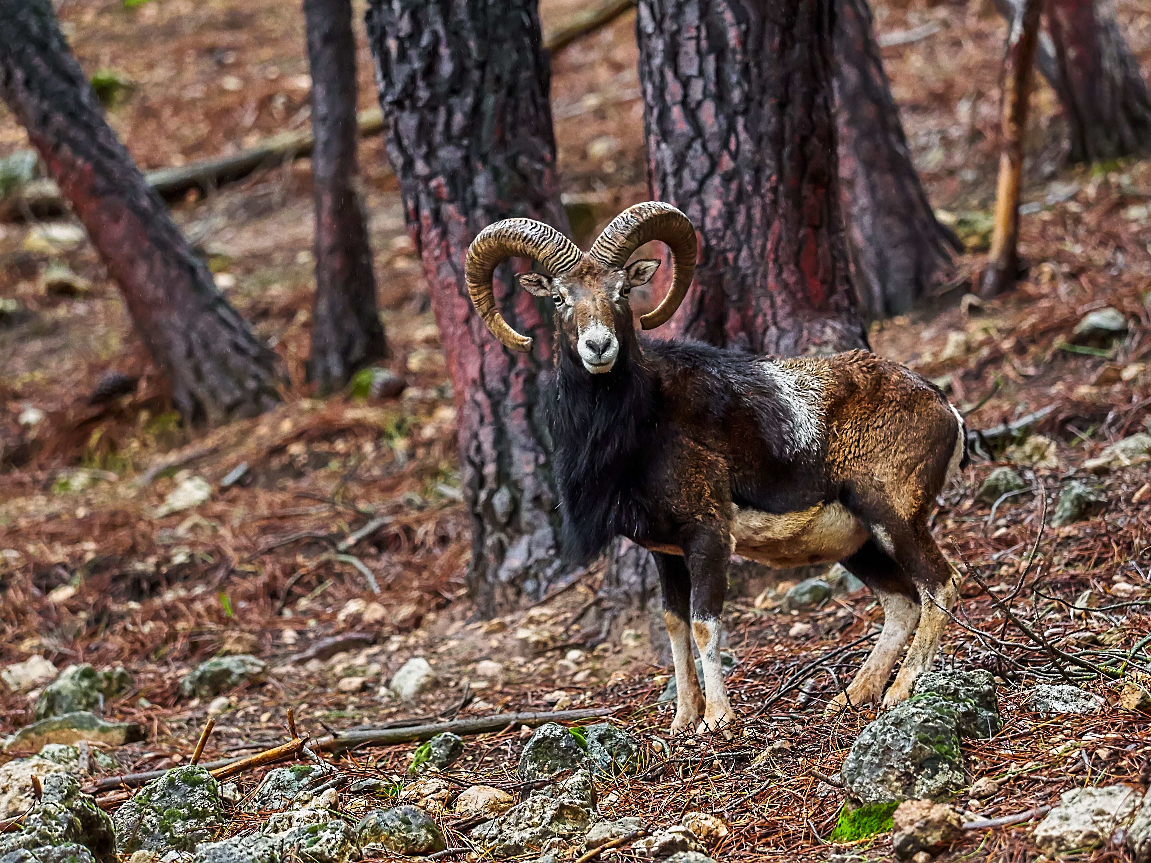 Ein Mufflon mit gebogenen Hörnern steht im Wald auf steinigem Boden.