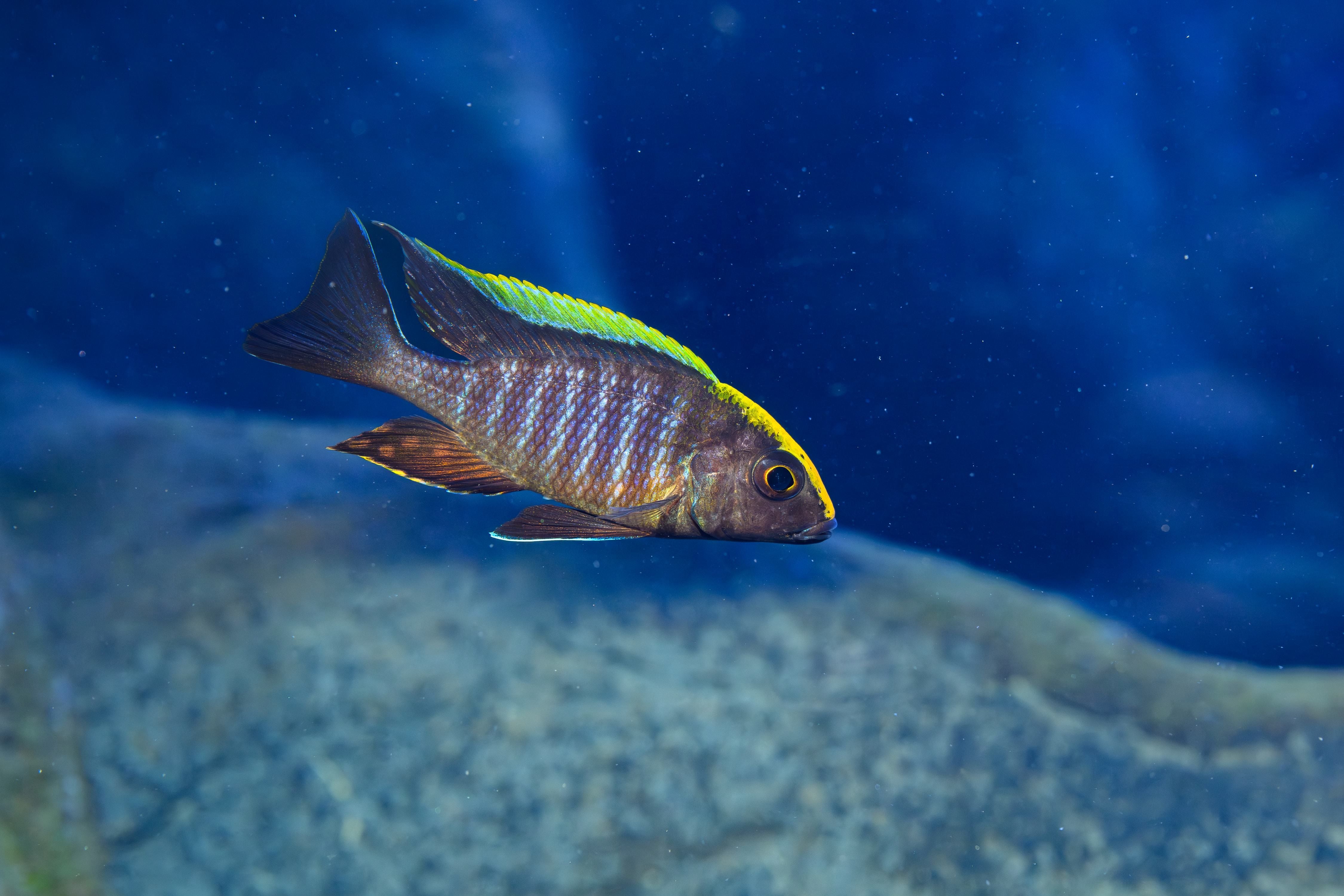 Bunter Malawisee-Buntbarsch schwimmt im Aquarium mit blauem Hintergrund.