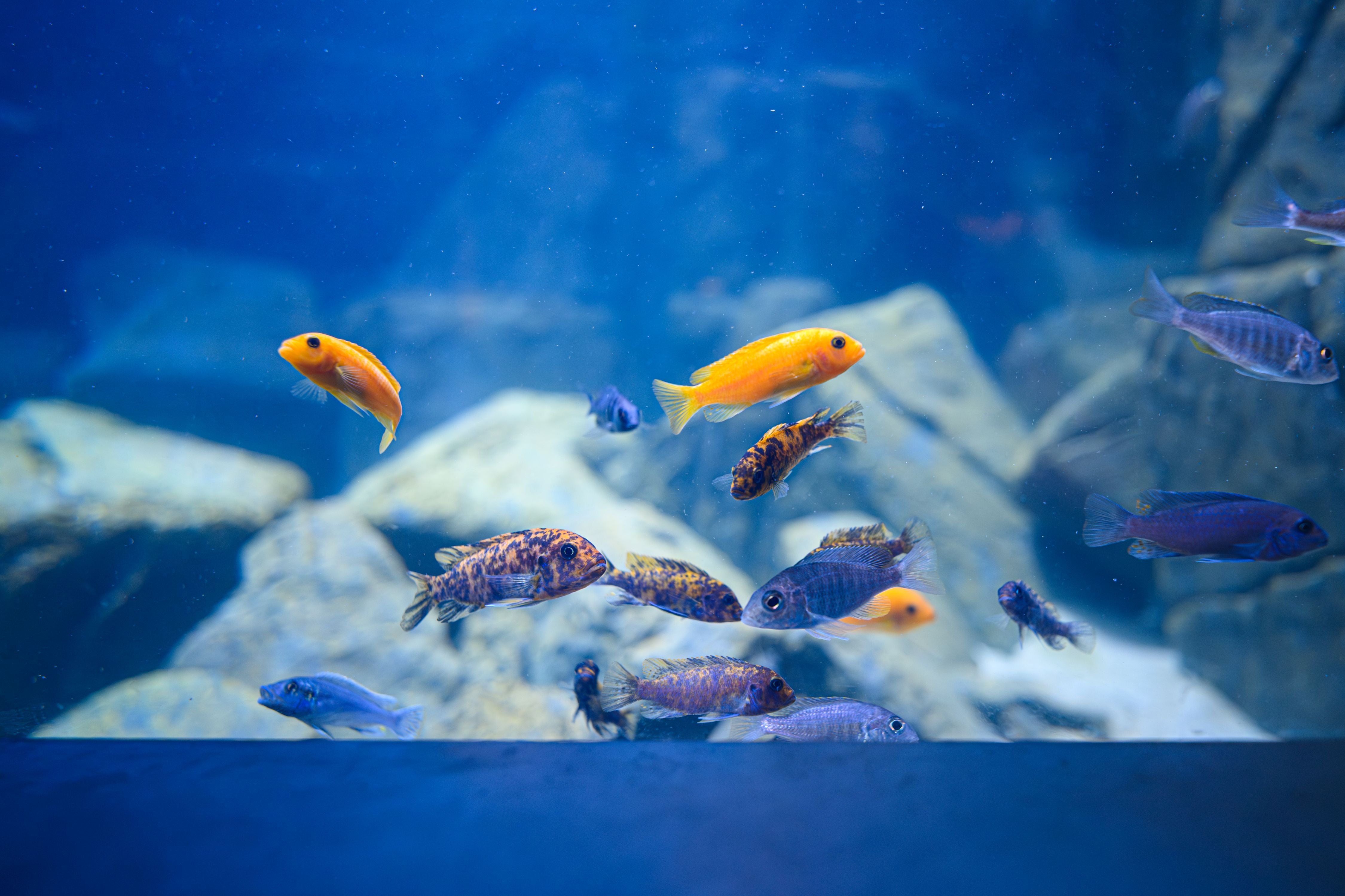 Bunte Fische schwimmen im Malawiseeaquarium vor Felsen im Haus des Meeres.