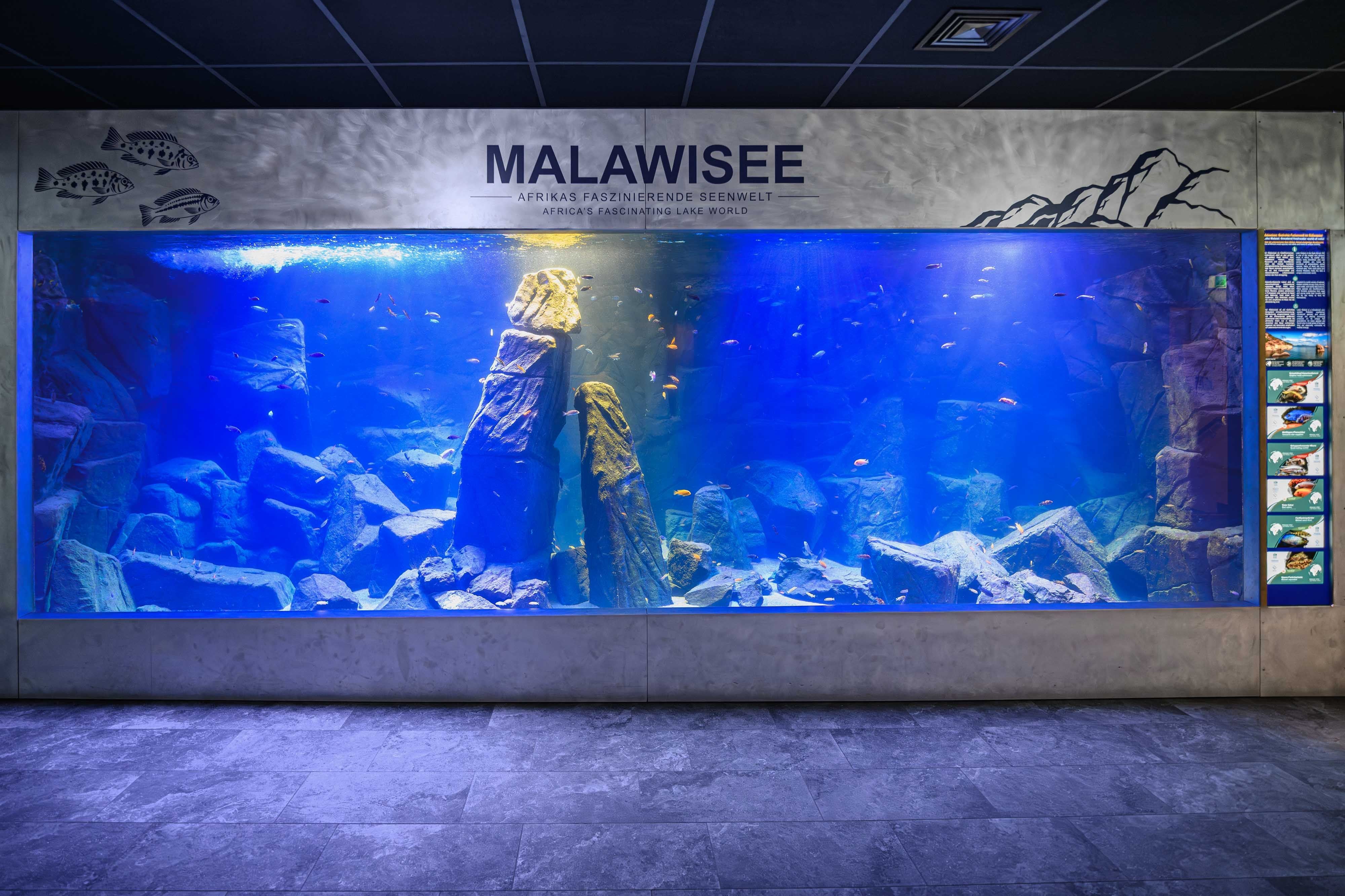 Großes Malawisee-Aquarium mit Felsenlandschaft und bunten Fischen im Haus des Meeres.