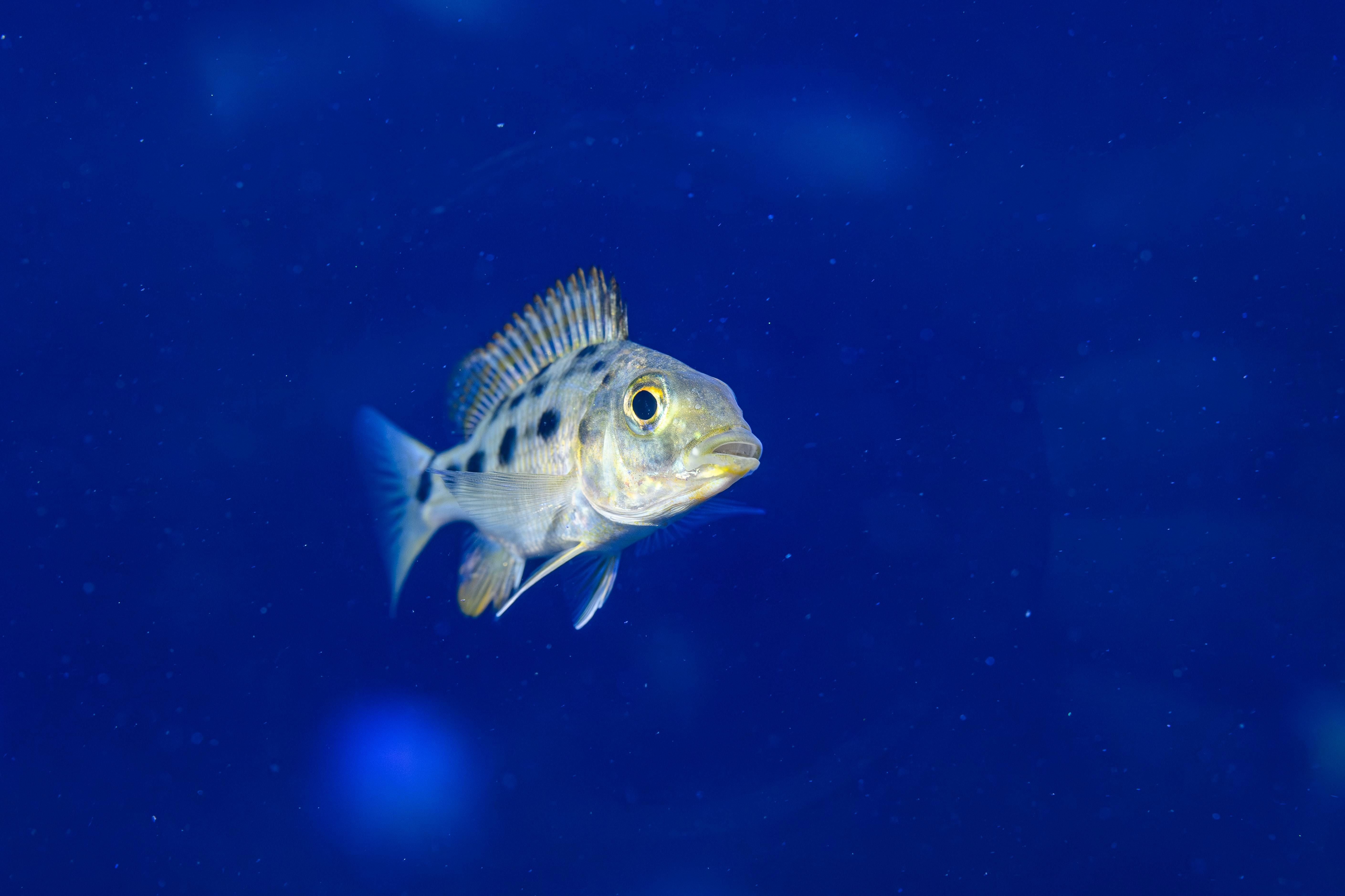 Ein einzelner Buntbarsch schwimmt im blauen Wasser des Malawiseeaquariums.