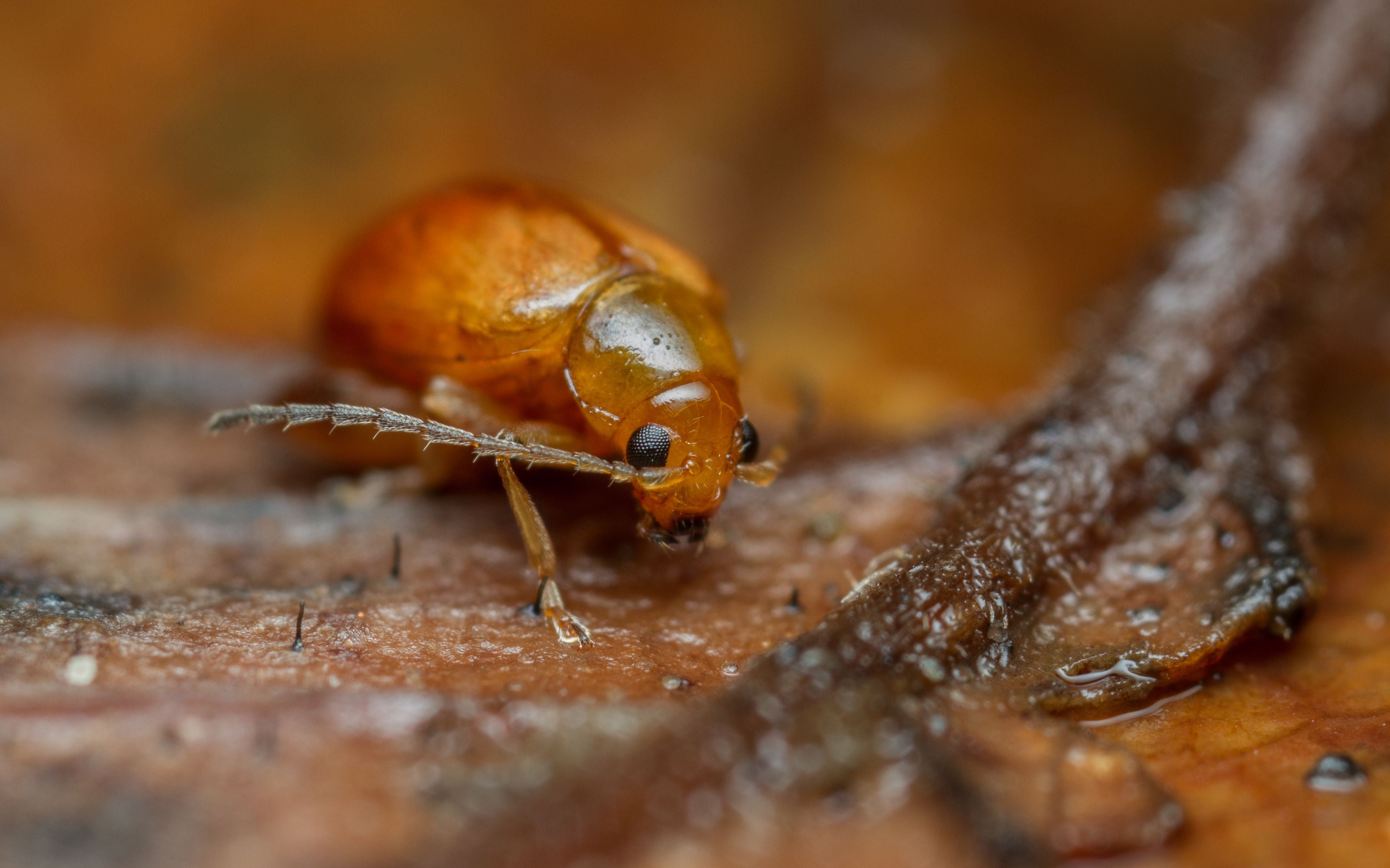 Makroaufnahme eines kleinen orangefarbenen Käfers auf einem braunen Blatt.