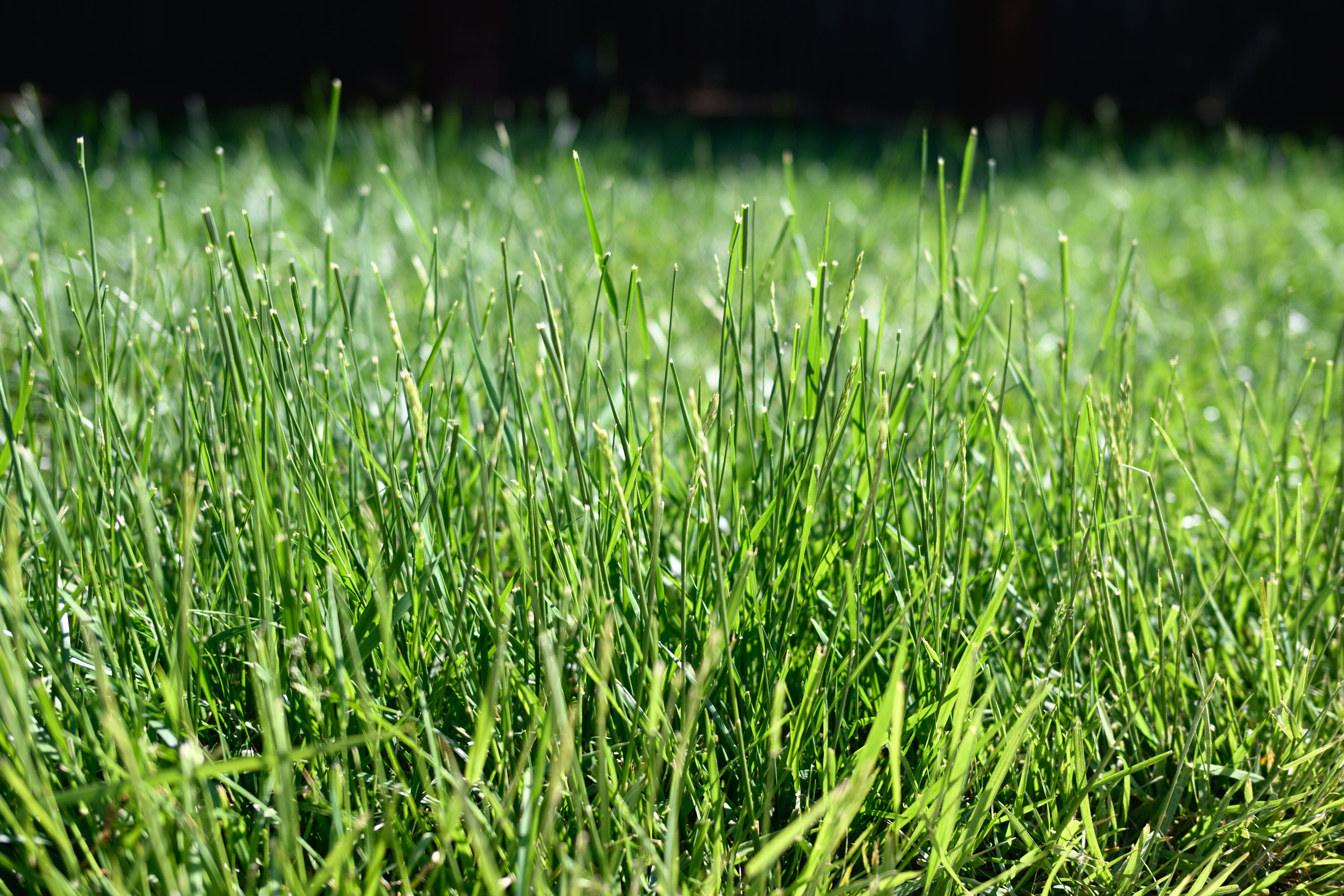Frisch gewachsenes, üppiges grünes Gras in Nahaufnahme bei Sonnenschein.