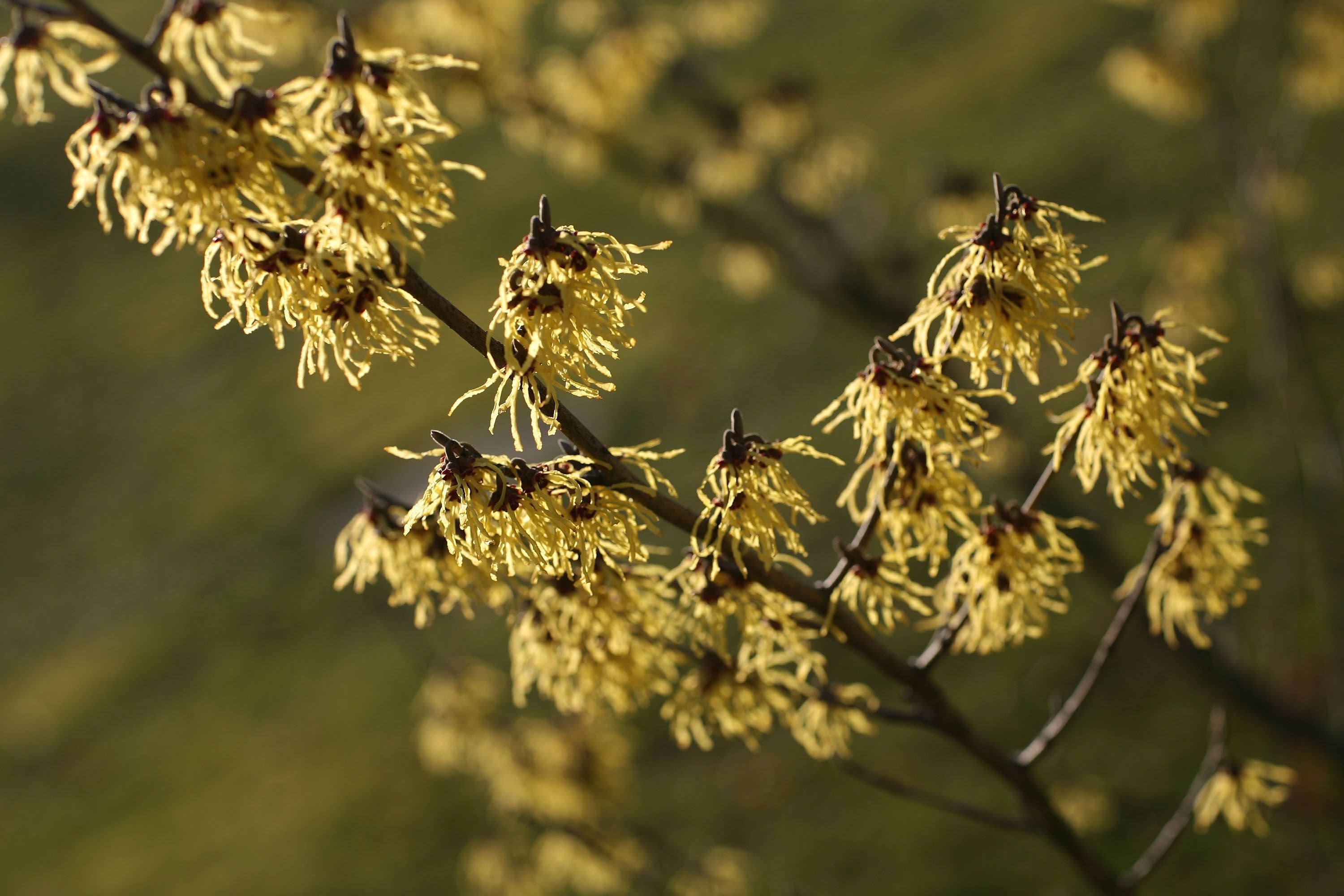 Gelbe Blüten der Zaubernuss auf einem Ast vor unscharfem grünem Hintergrund.