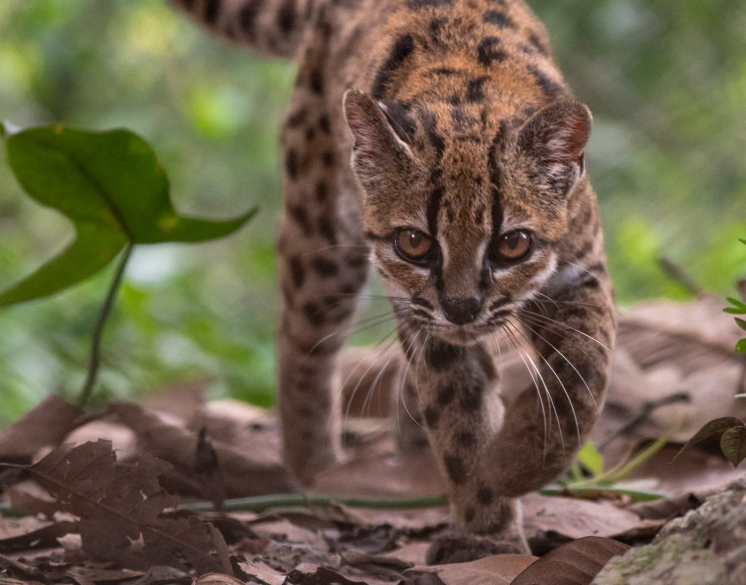 Eine kleine, wild aussehende Raubkatze läuft durch Laub auf dem Waldboden.
