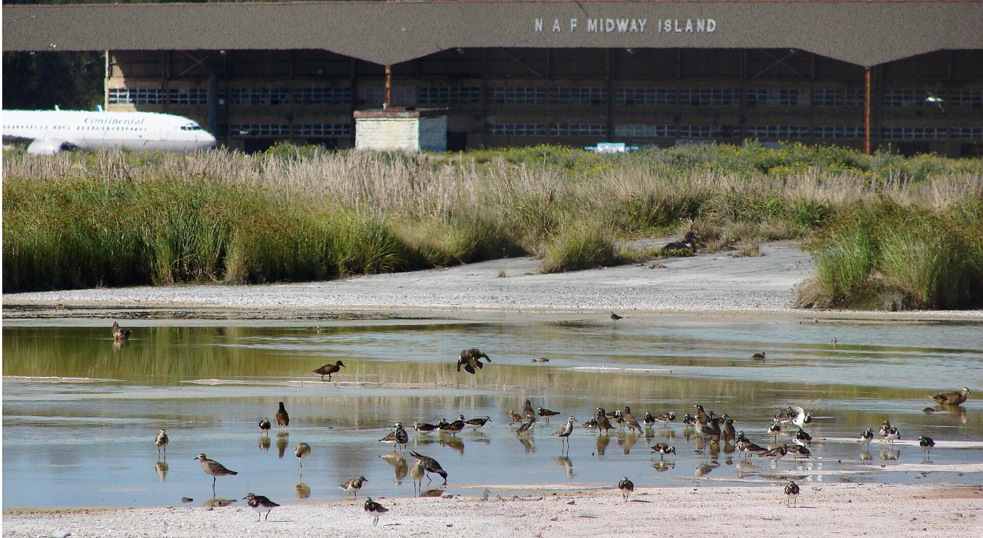 Vögel waten im Wasser vor Gräsern; im Hintergrund ein Flugzeug und Hangar „N A F Midway Island“.