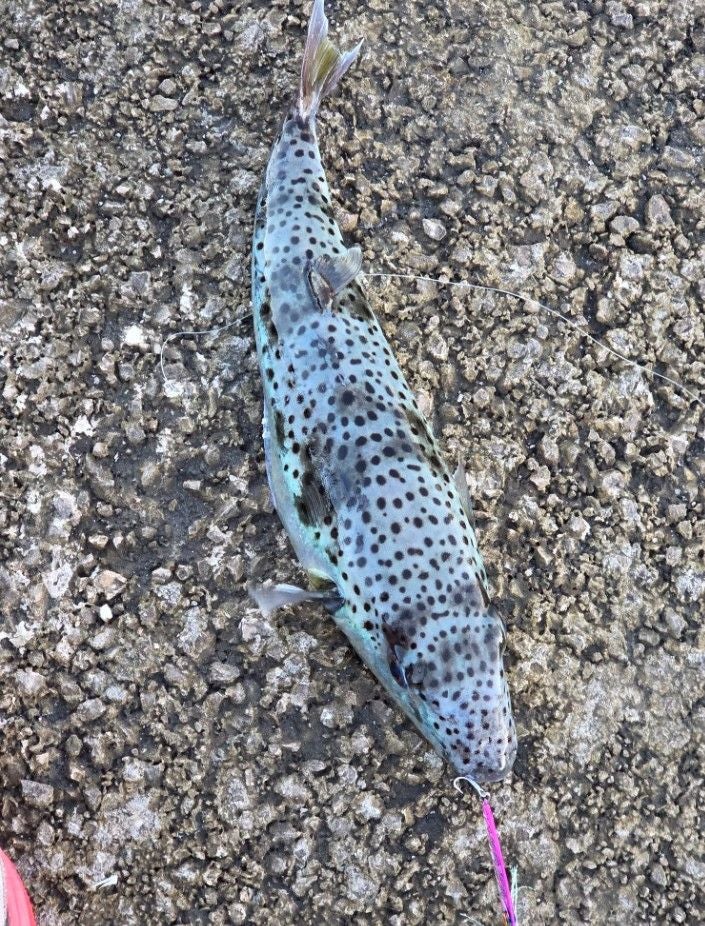 Ein Hasenkopf-Kugelfisch mit schwarzen Punkten liegt auf einer steinigen Oberfläche.