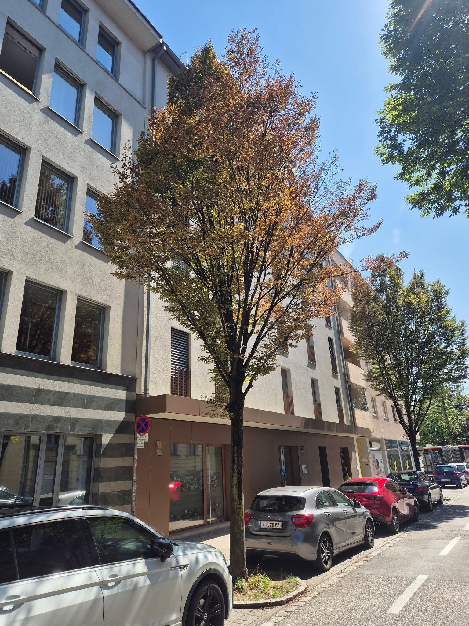 Baum in Starhembergstraße
