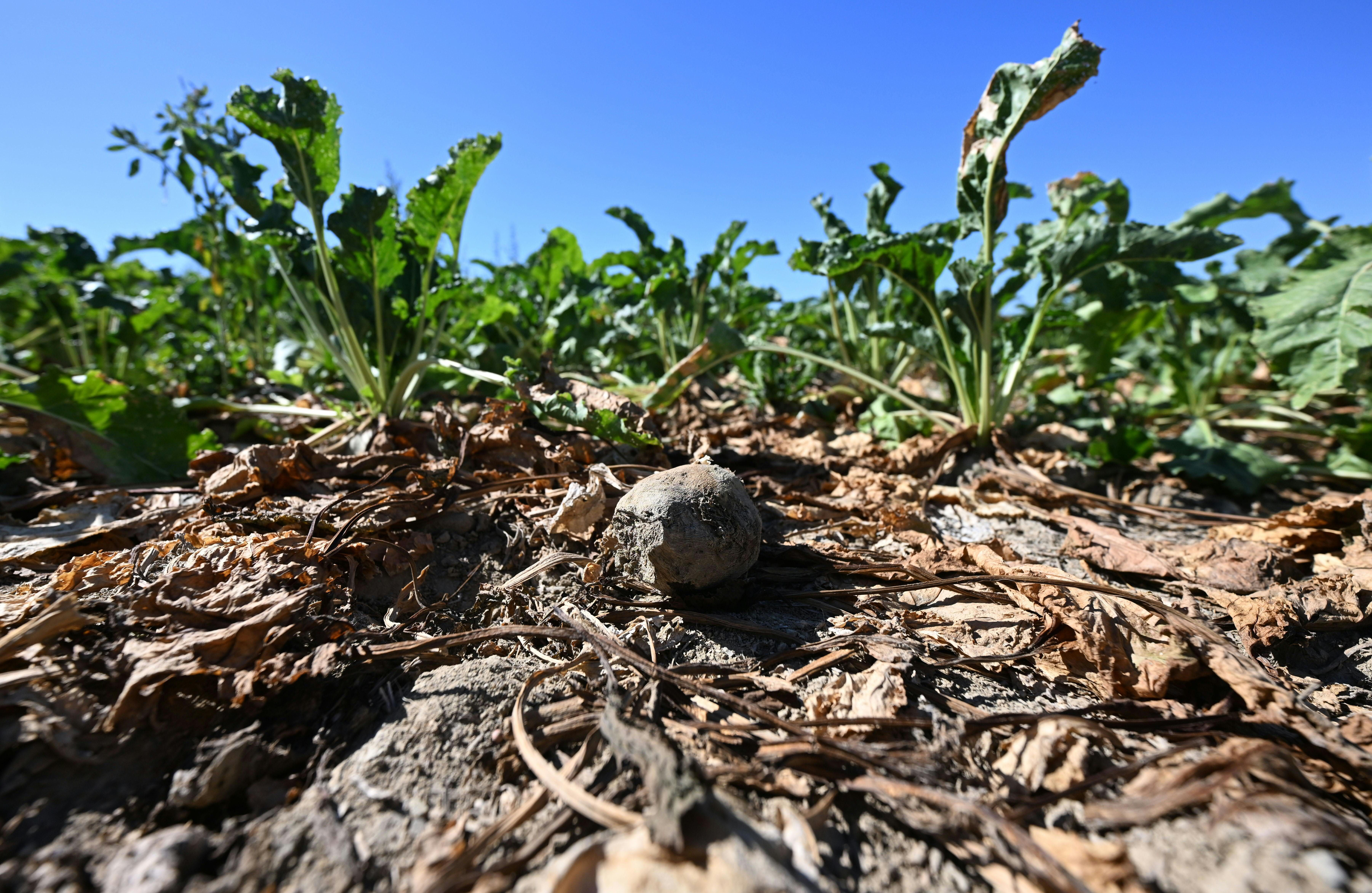 Vertrocknete Zuckerrüben und dürre Blätter auf einem Feld unter klarem, blauem Himmel.