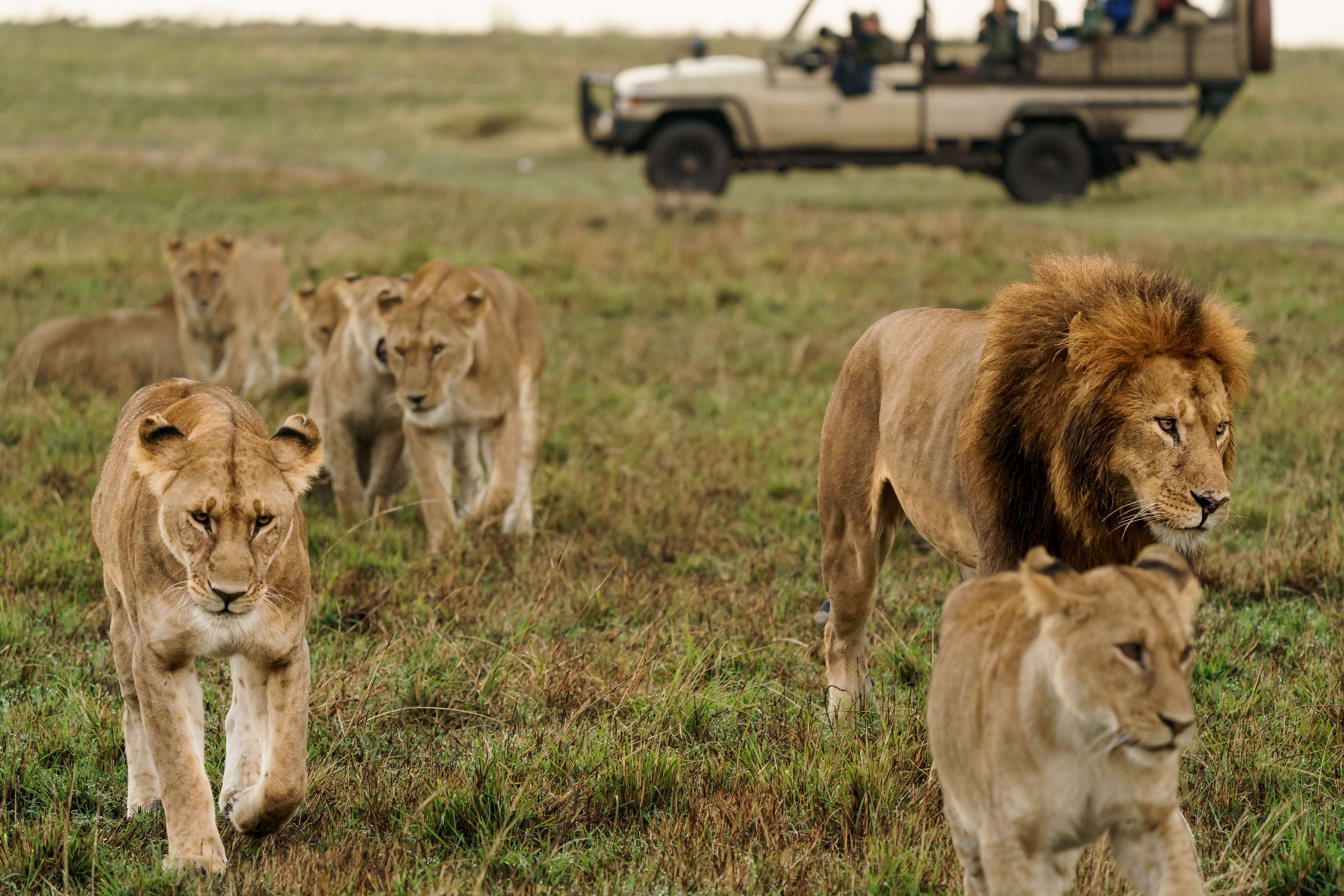 Eine Löwenfamilie läuft durch die Savanne, im Hintergrund beobachtet ein Safarifahrzeug die Tiere.