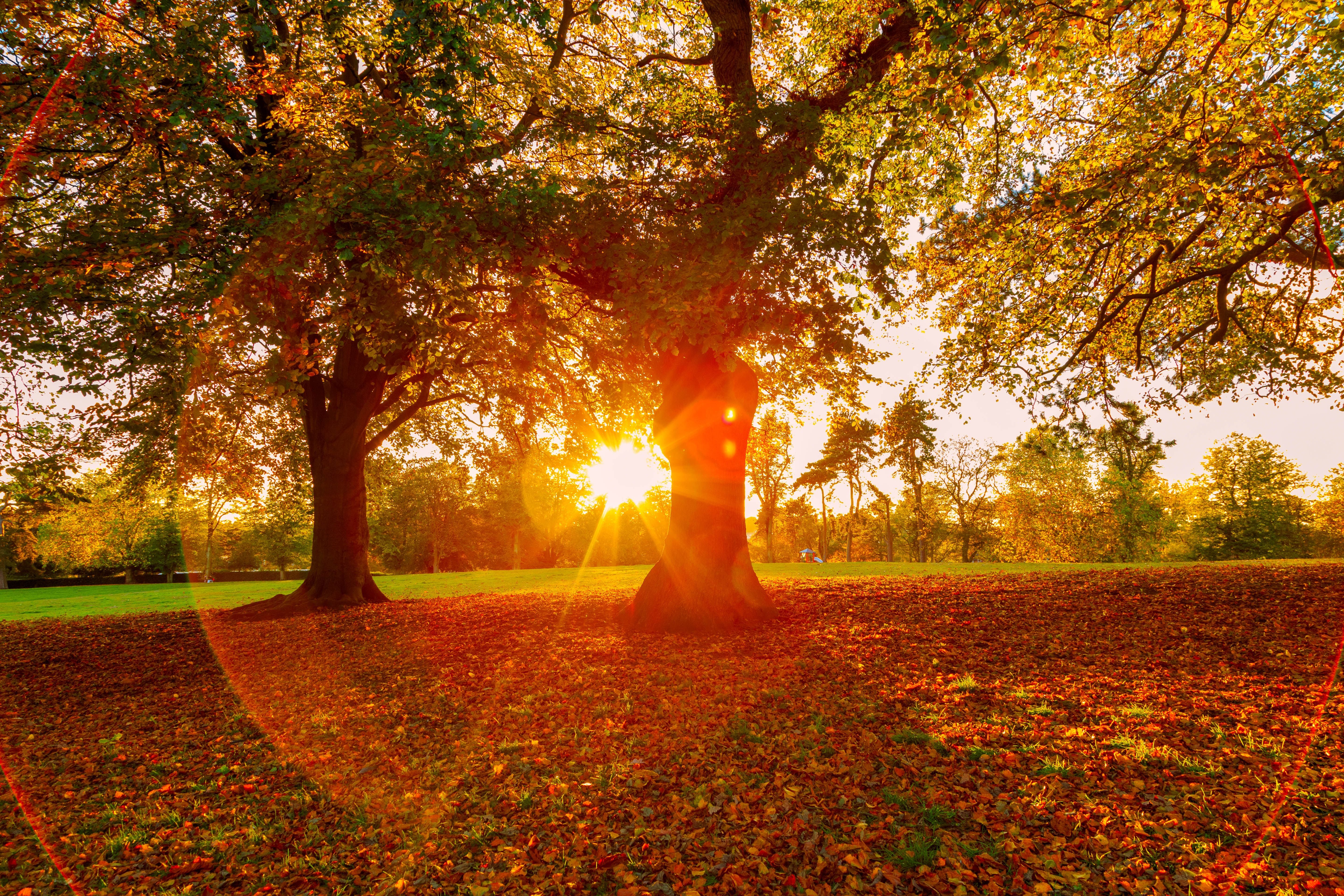 Sonnenuntergang scheint durch herbstliche Bäume mit buntem Laub auf dem Boden.
