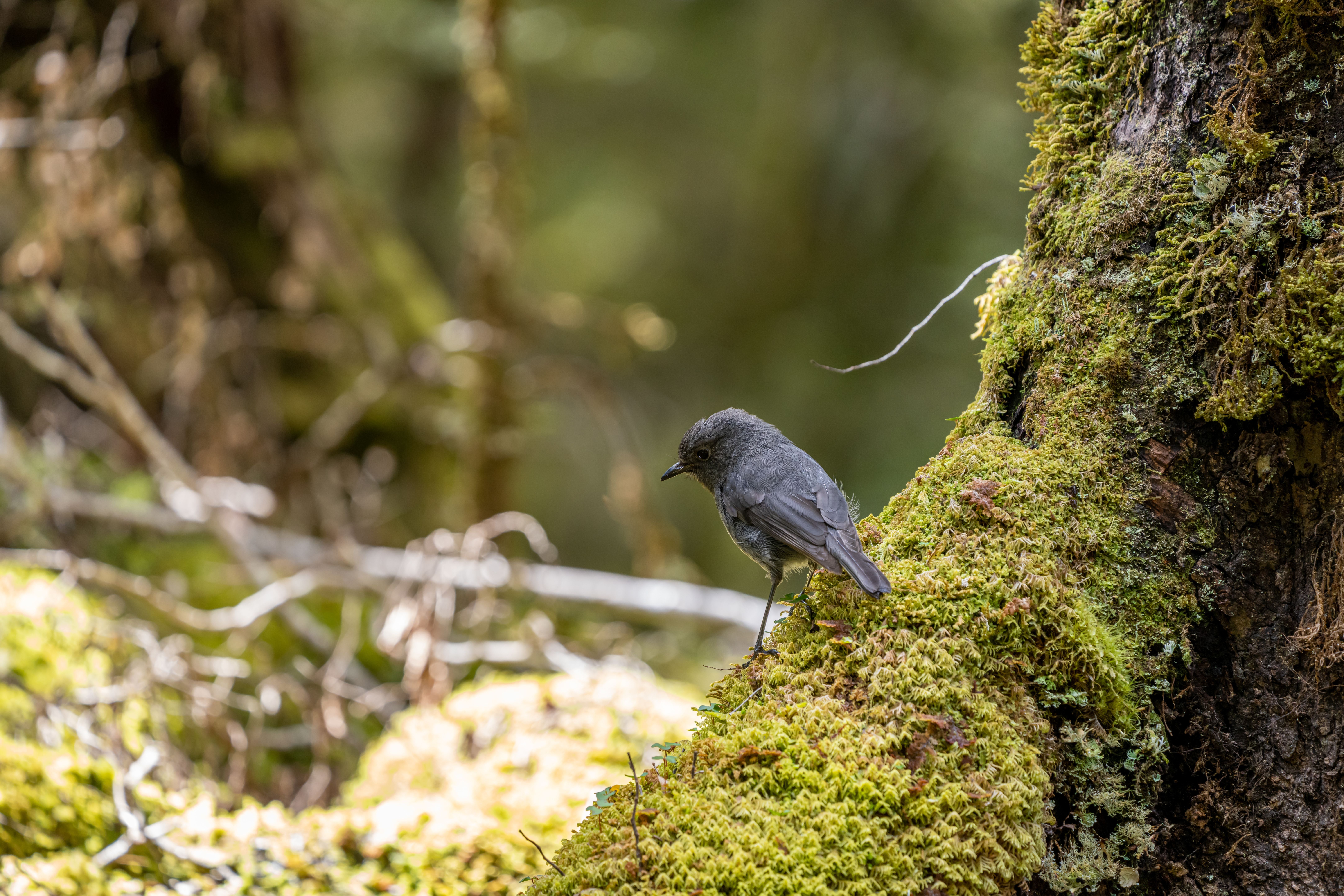 Ein Südinsel-Robin sitzt auf moosbedecktem Baum im Mt Aspiring Nationalpark, Neuseeland.