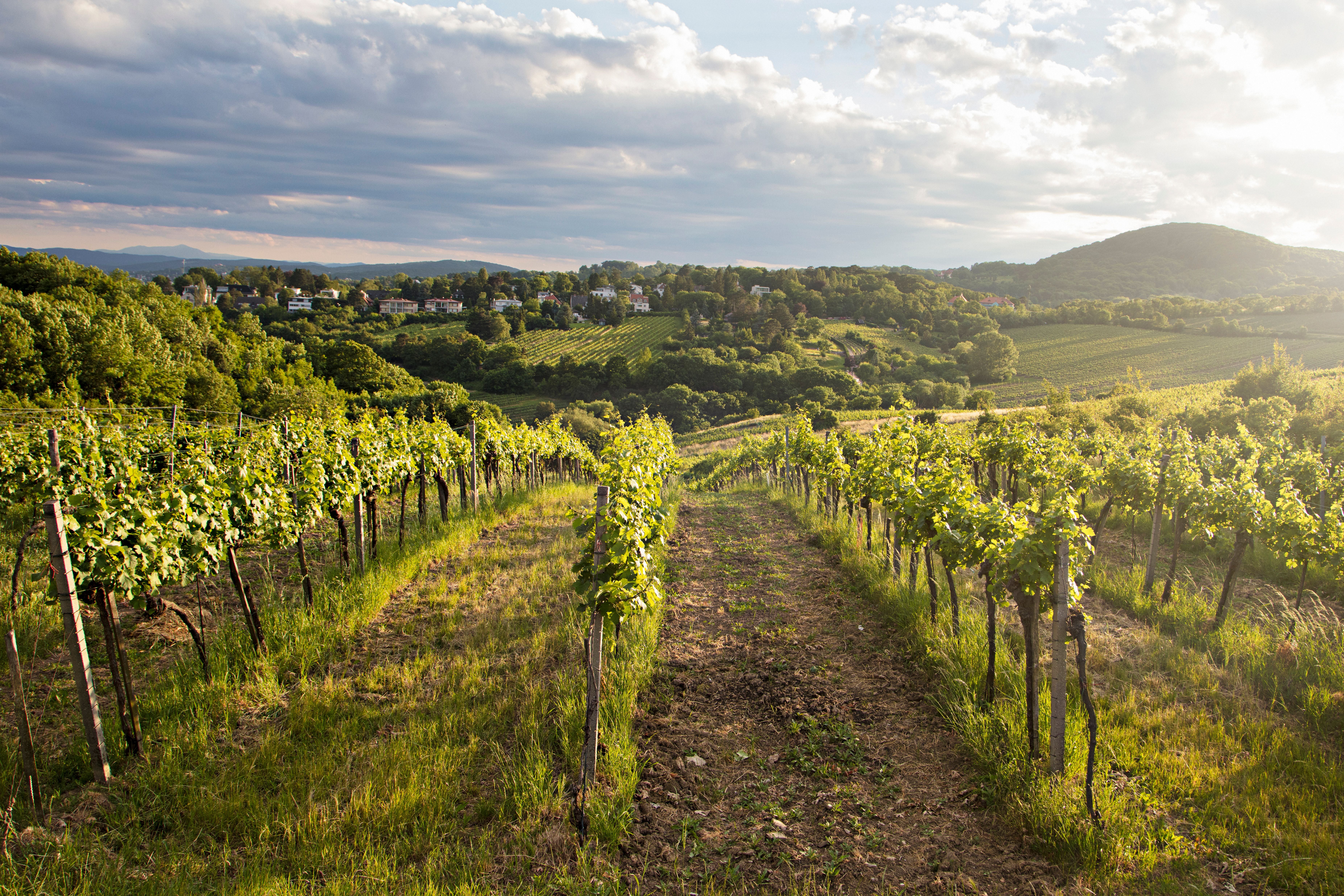 Weinberge bei Sonnenuntergang in Wien mit Blick auf grüne Hügel und verstreute Häuser.
