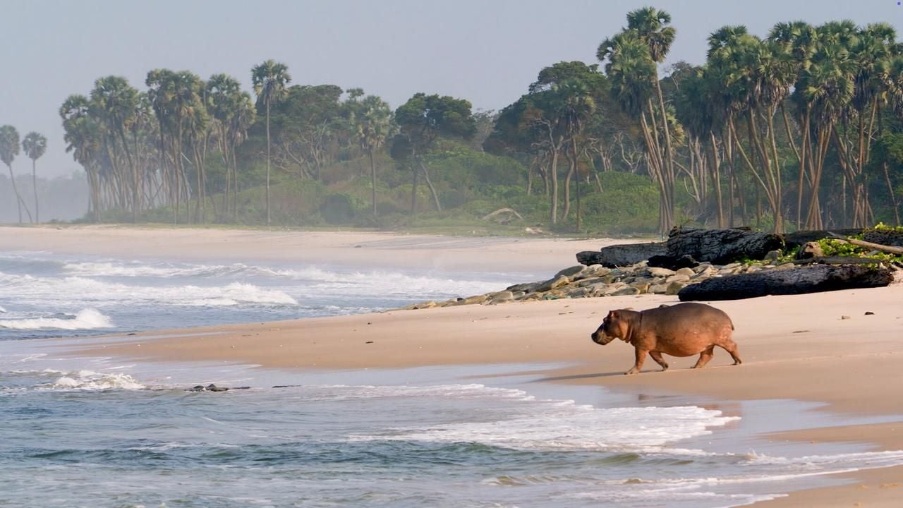 Ein Flusspferd spaziert am sandigen Strand entlang, im Hintergrund Palmen und Vegetation.