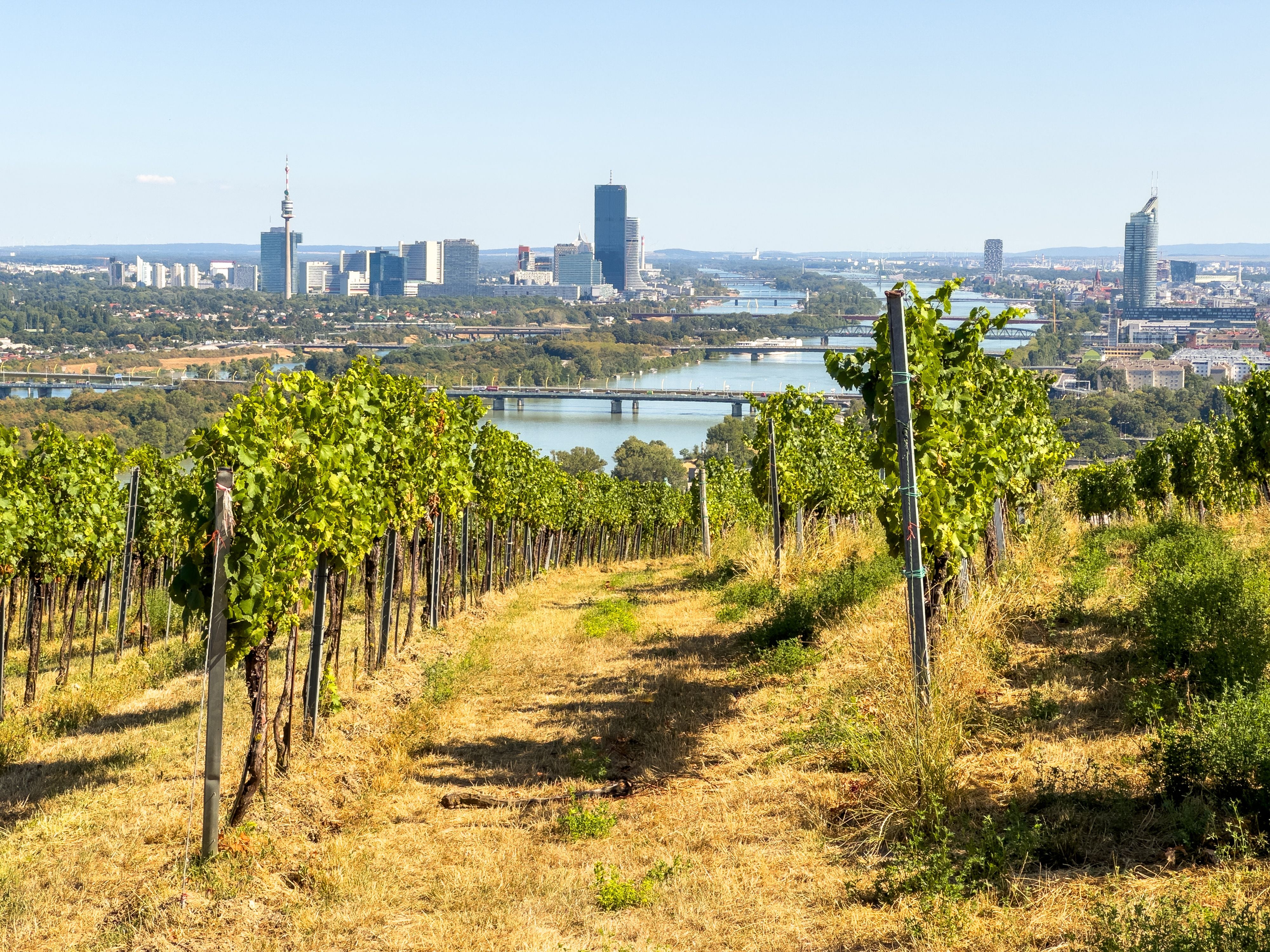 Weinberg mit grünen Reben vor der Skyline von Wien an einem sonnigen Sommertag.