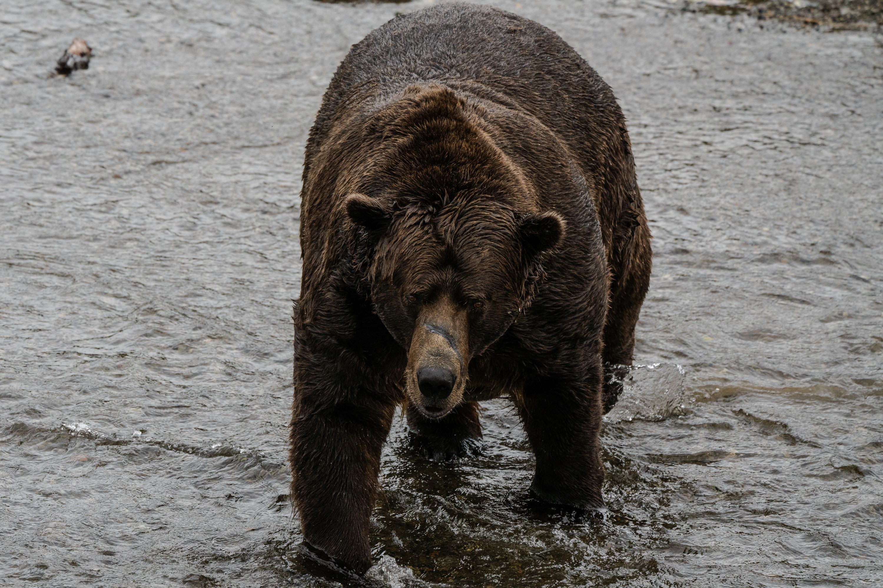 Ein großer Braunbär läuft durch seichtes Wasser in einem Fluss.