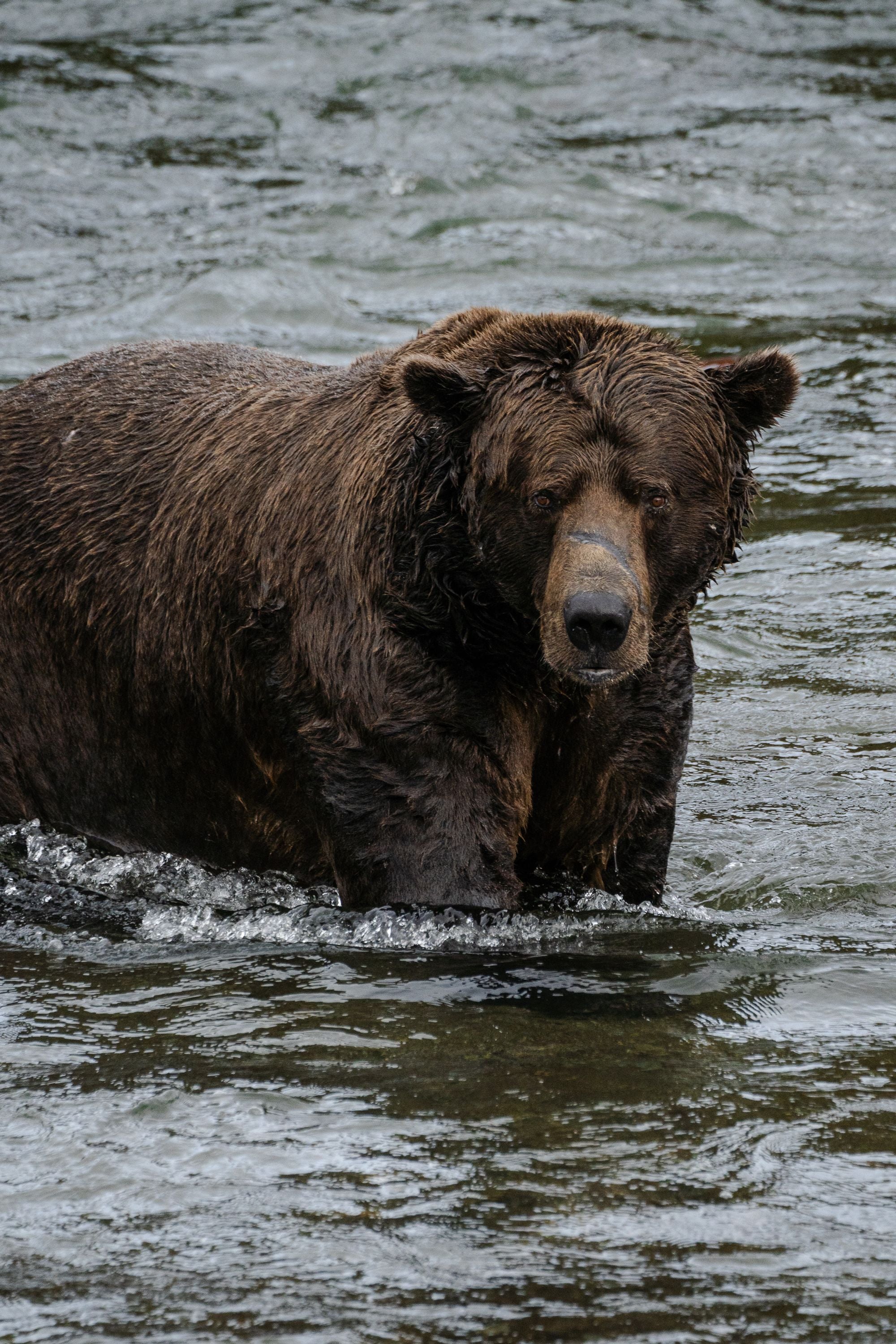 Ein Braunbär watet durch einen Fluss mit sprudelndem Wasser.