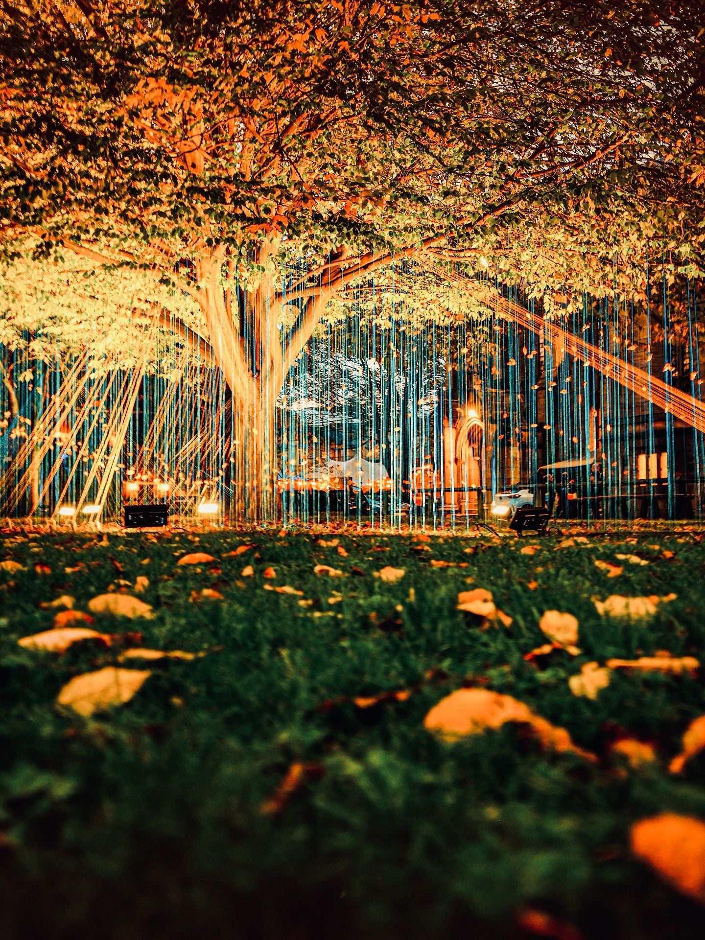 Ein beleuchteter Baum mit bunten Lichtinstallationen auf einer herbstlichen Wiese bei Nacht.