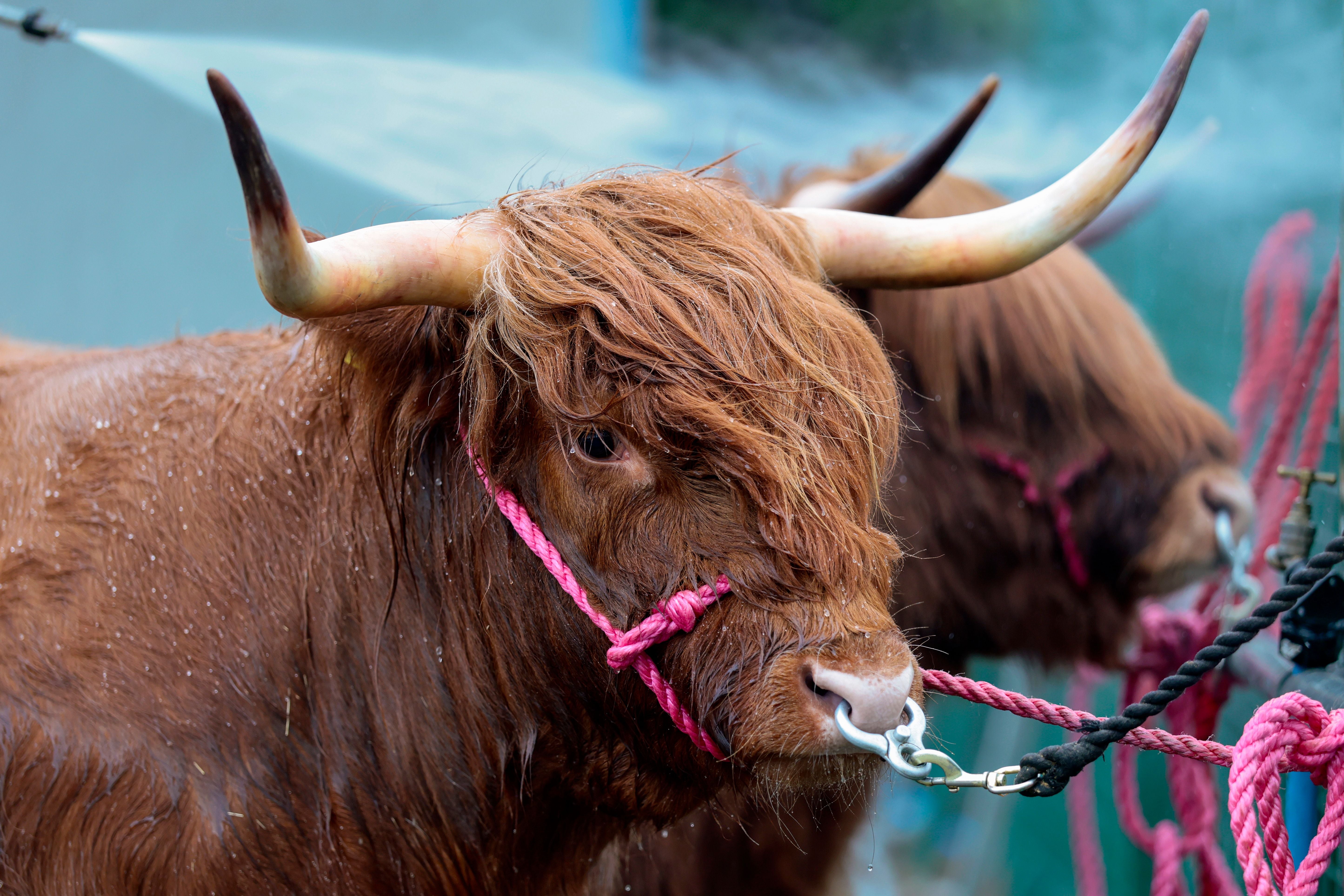 Zwei Highland-Rinder werden mit Wasser abgespritzt und für eine Viehschau vorbereitet.