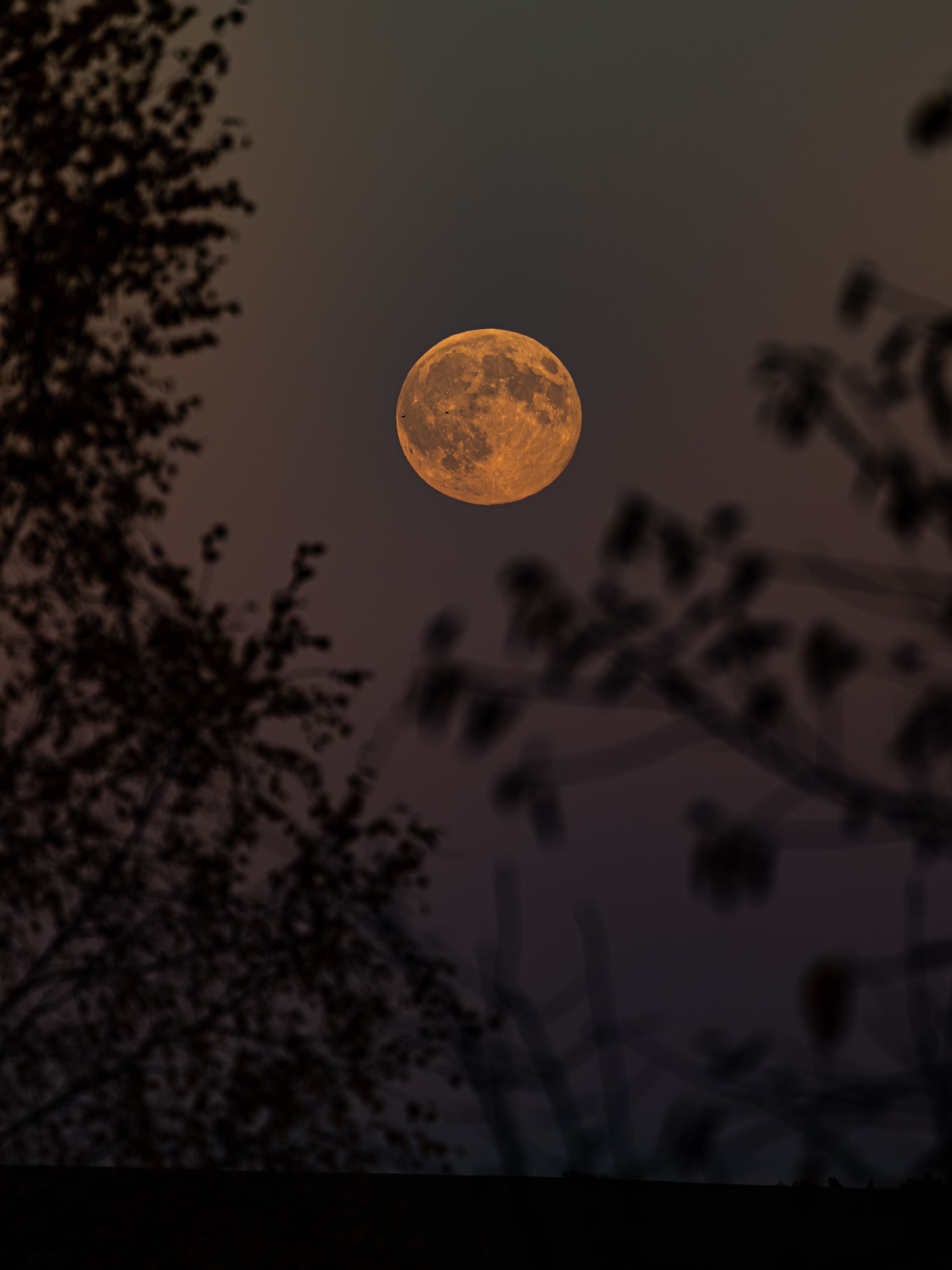 Vollmond am dunklen Himmel, eingerahmt von unscharfen Silhouetten von Bäumen und Ästen.