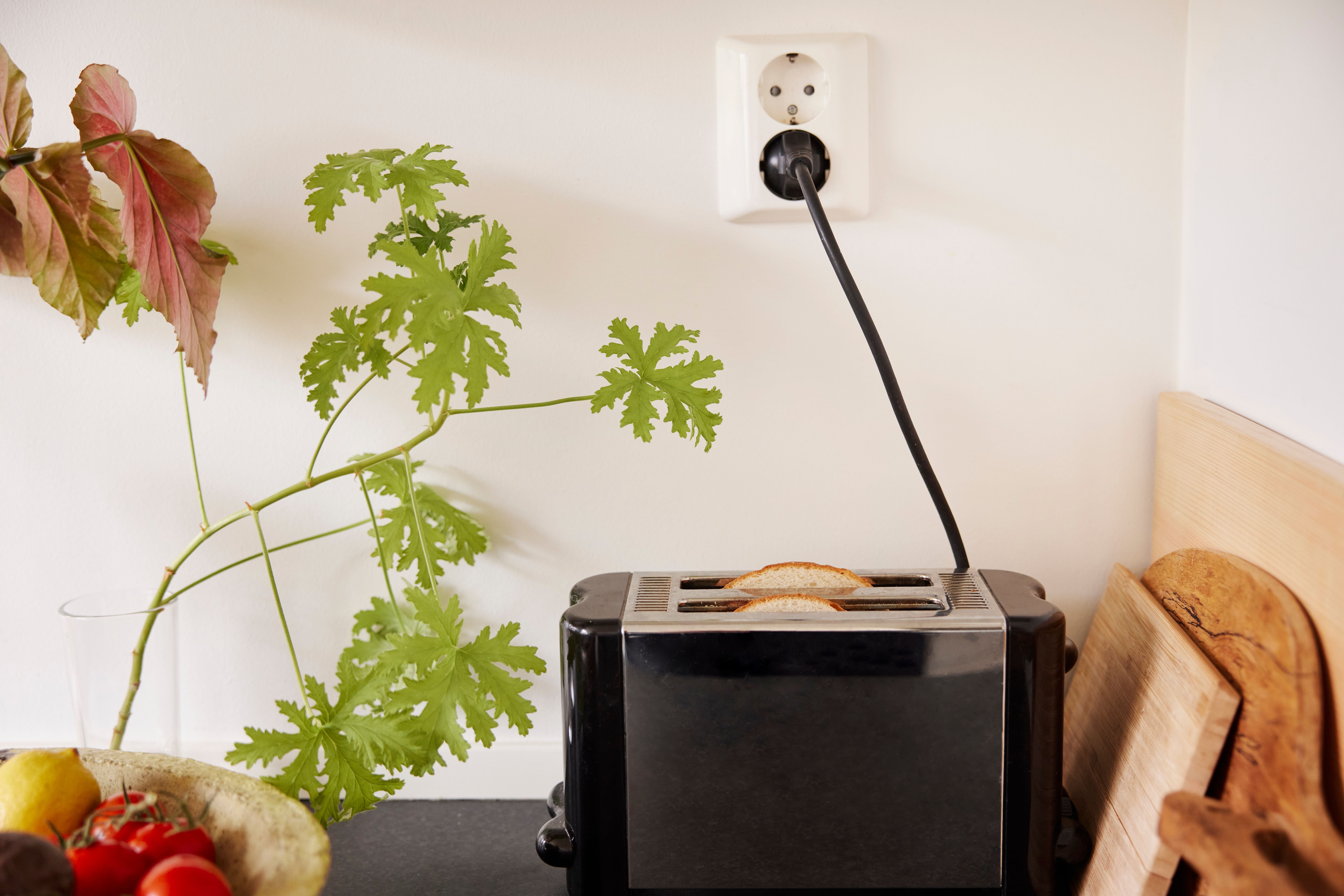 Schwarzer Toaster mit zwei Brotscheiben steckt in einer Steckdose, daneben Pflanzen und Schneidebretter.