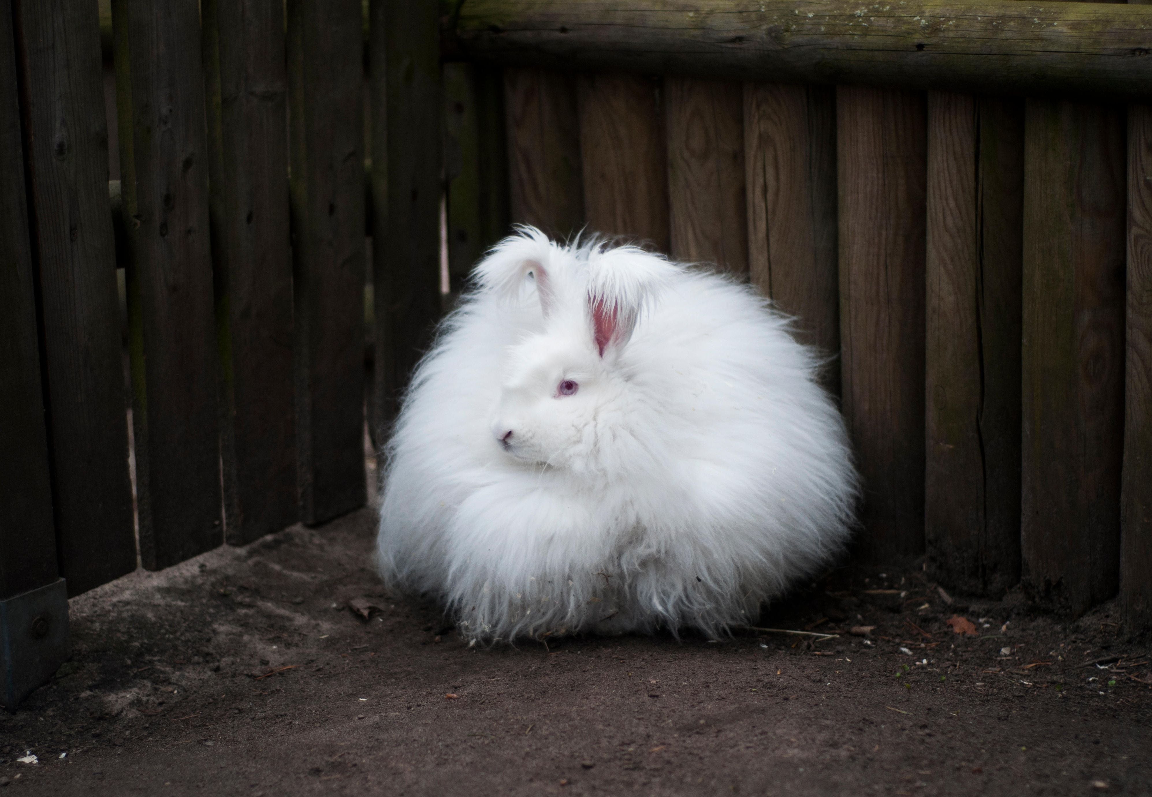 Ein weißes, sehr flauschiges Kaninchen sitzt vor einem Holzzaun auf dem Boden.