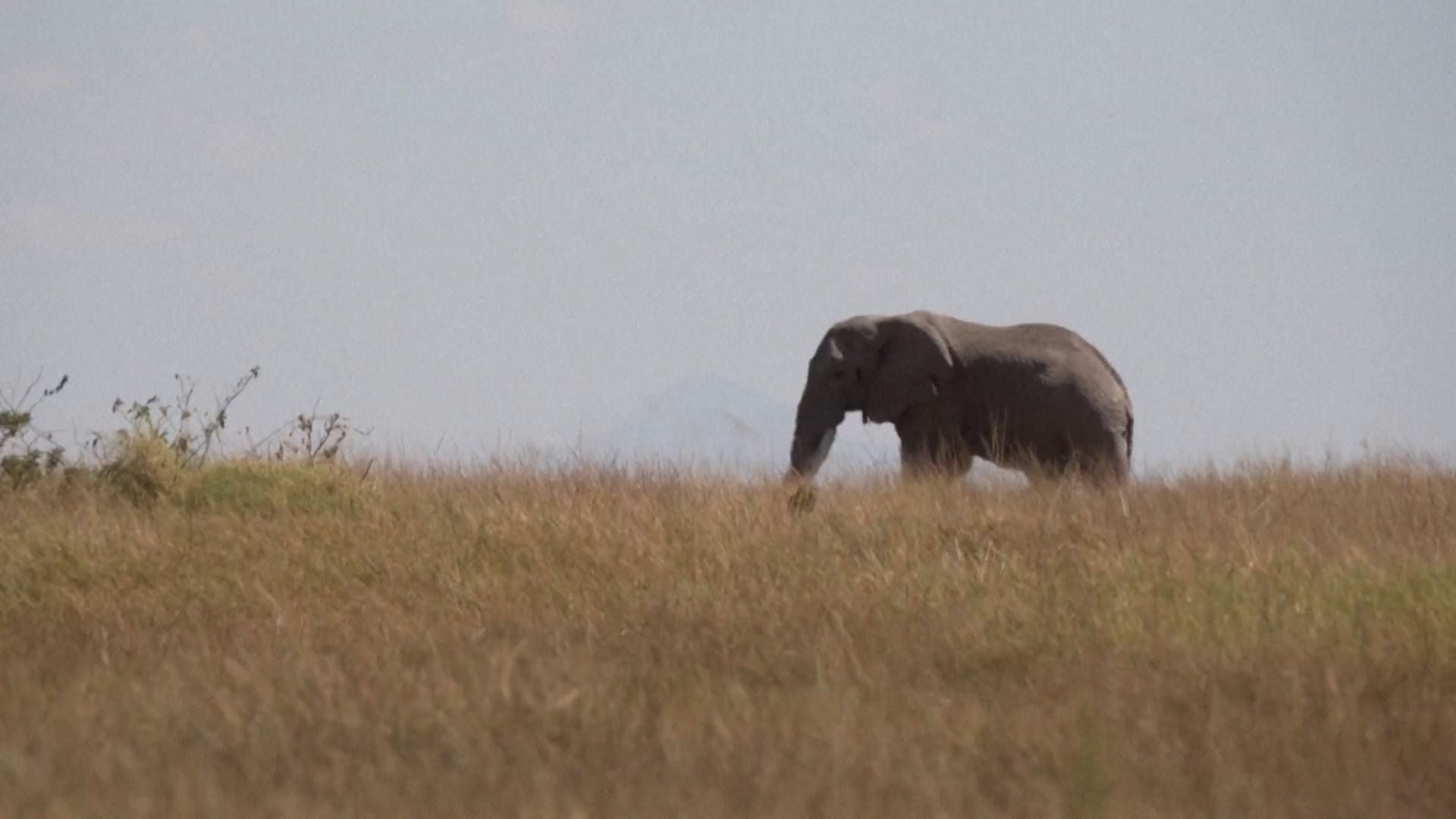 Ein Elefant läuft durch hohes Gras in einer offenen Savannenlandschaft.