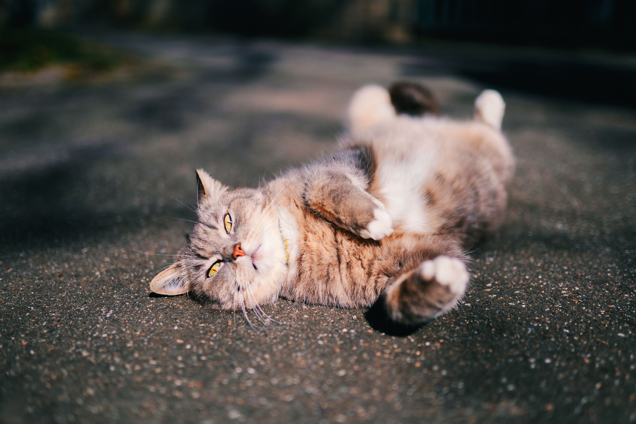 Graue Tabby-Katze liegt entspannt auf dem Rücken auf sonnigem Asphalt und genießt die Wärme.