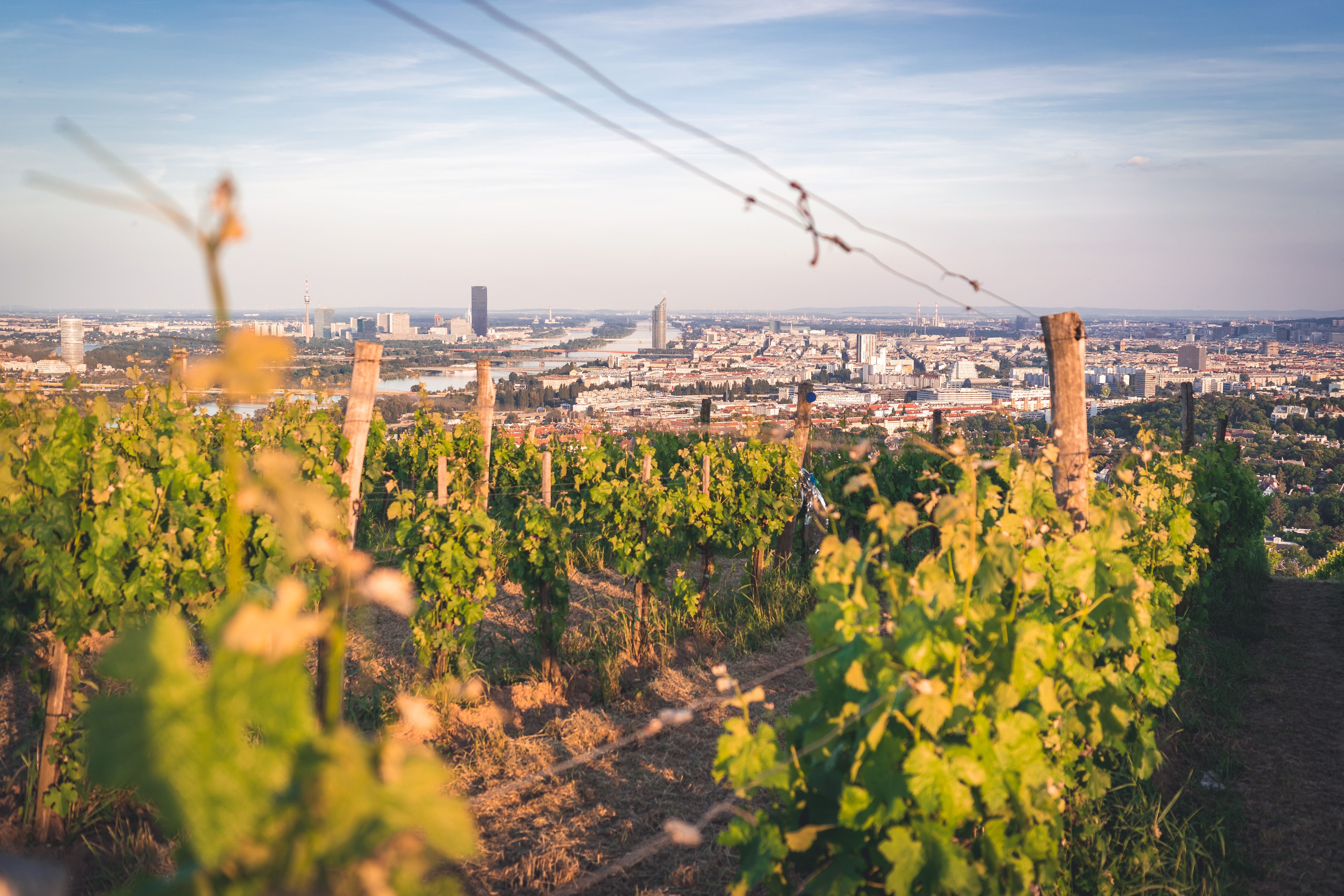 Blick über Weinreben am Nussberg mit Panorama von Wien im Hintergrund bei sonnigem Wetter.