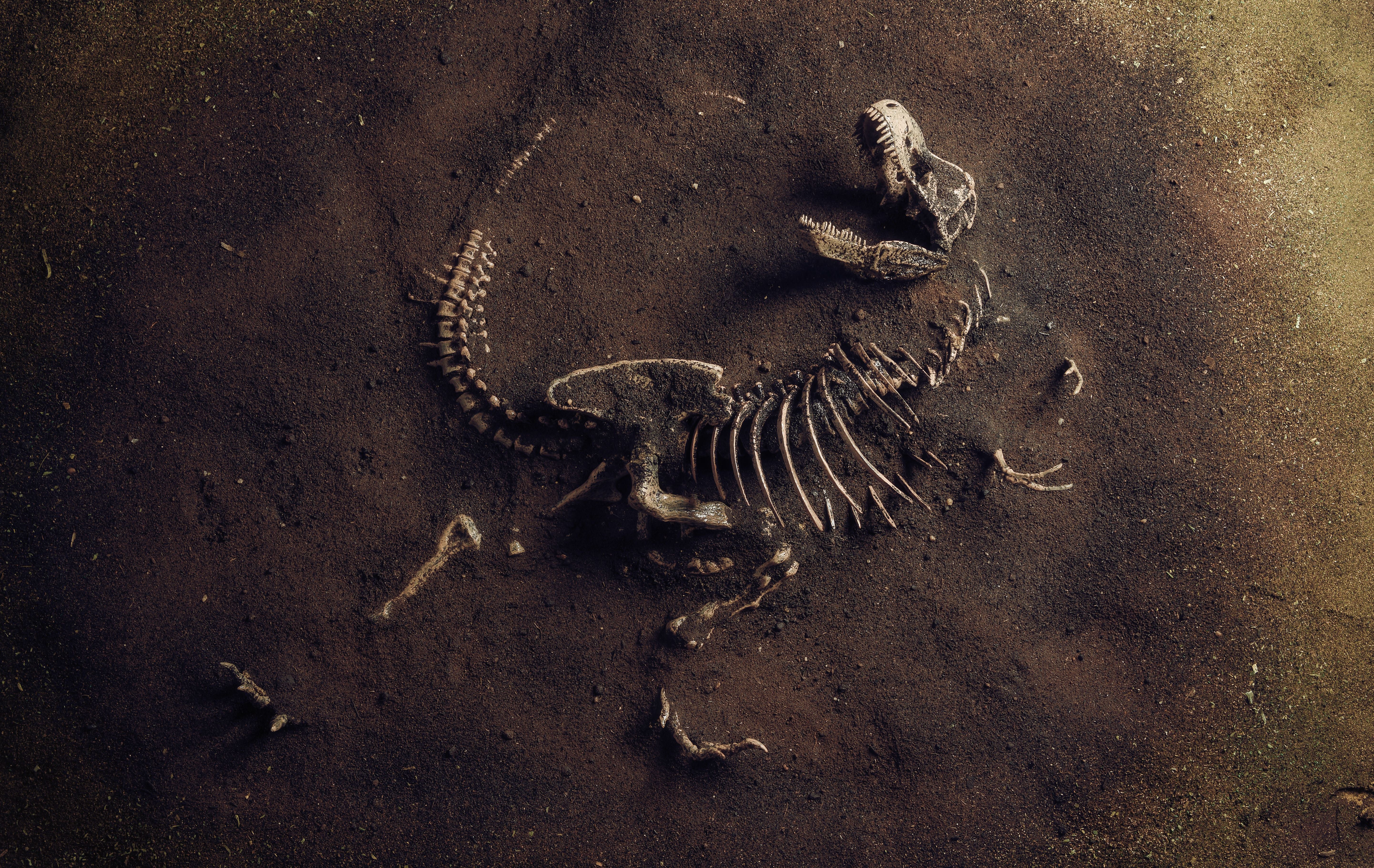 Dinosaurierskelett eines Tyrannosaurus Rex liegt im Sand freigelegt.