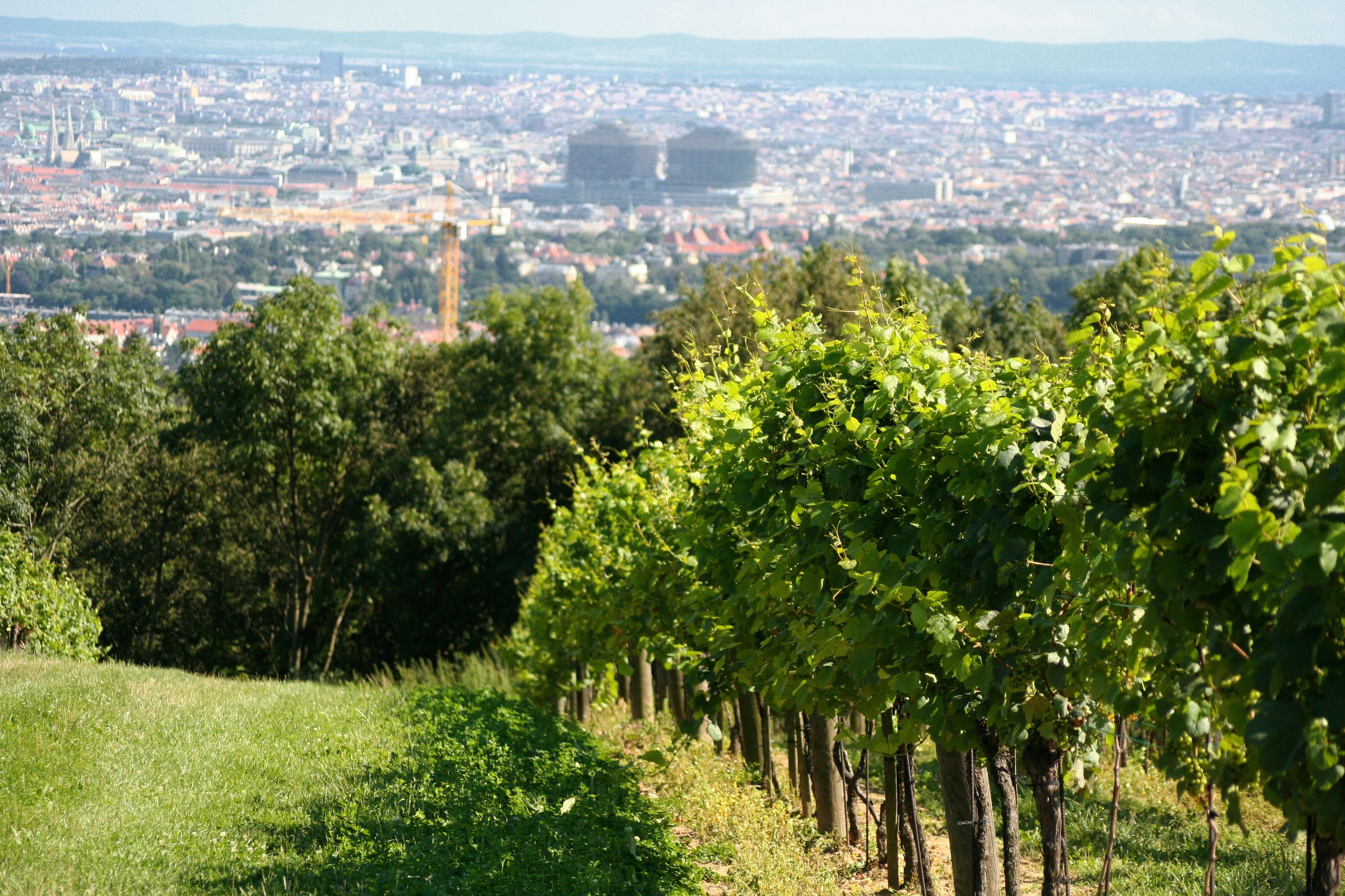 Weinreben auf einem Hang mit Blick auf die Stadt Wien im Hintergrund.