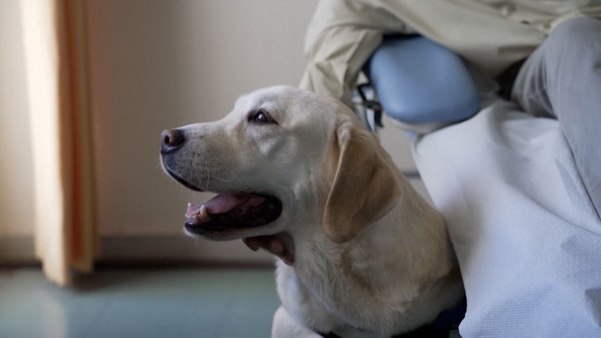 Ein Labrador sitzt neben einer Person im Rollstuhl und schaut aufmerksam nach vorne.