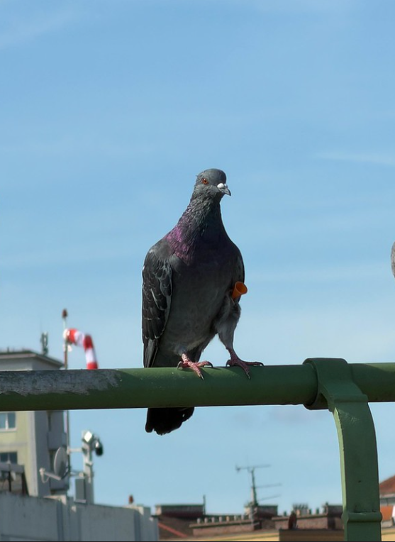 Verletzte Taube hat Pfeil im Gefieder stecken.